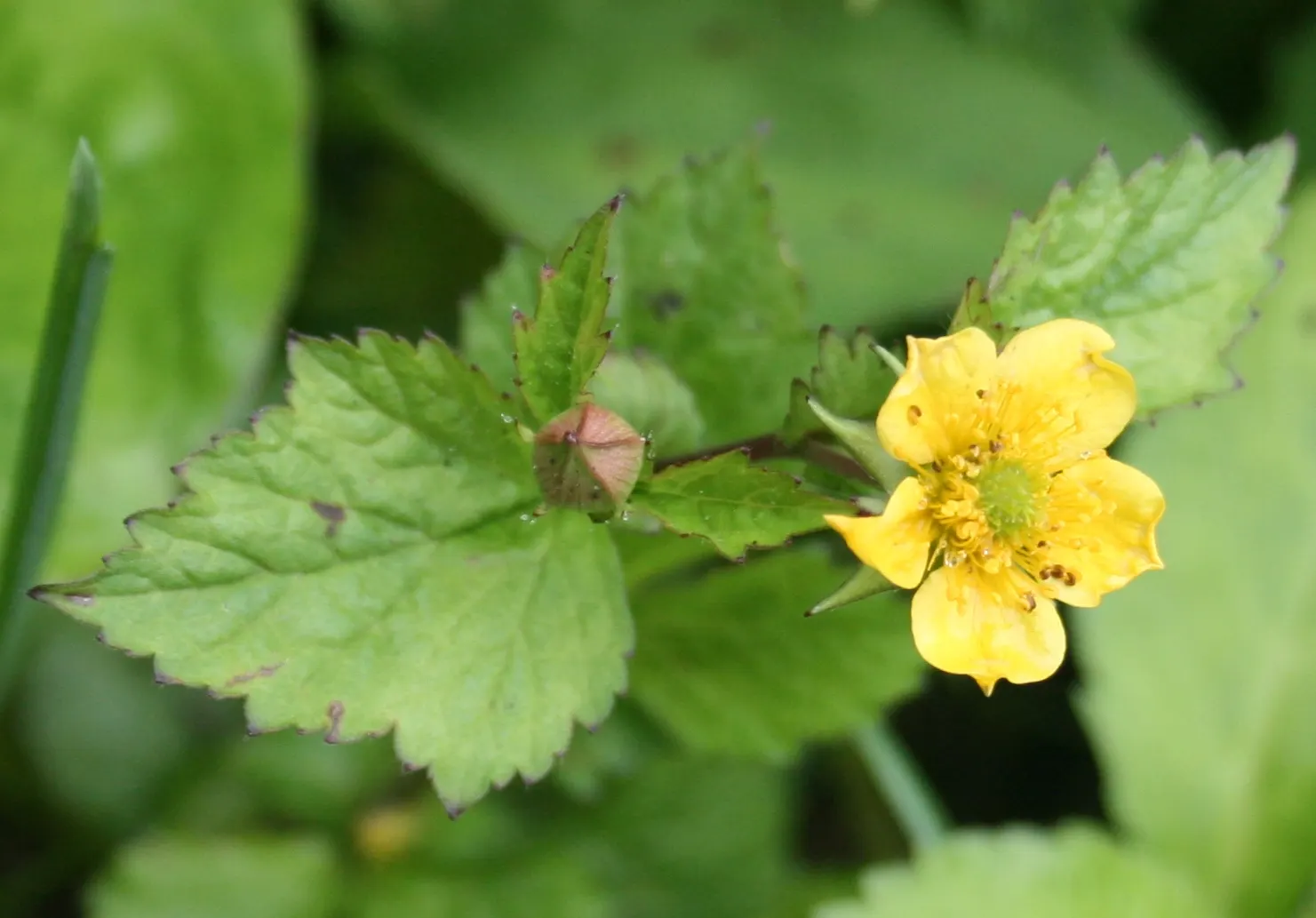 Yellow Geum (Geum 'Yellow') — lemon-yellow flowers which bloom profusely atop wiry stems that reach heights varying between 18 to 24 inches