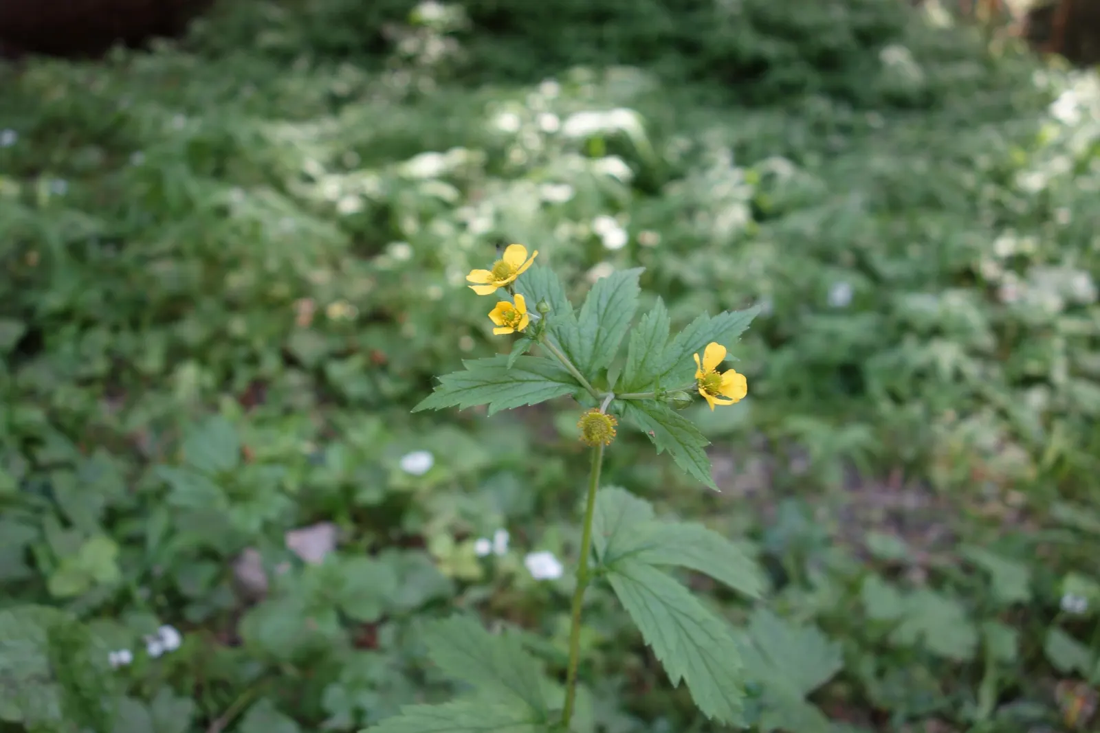 Yellow Geum (Geum 'Yellow') — yellow flowers in the garden