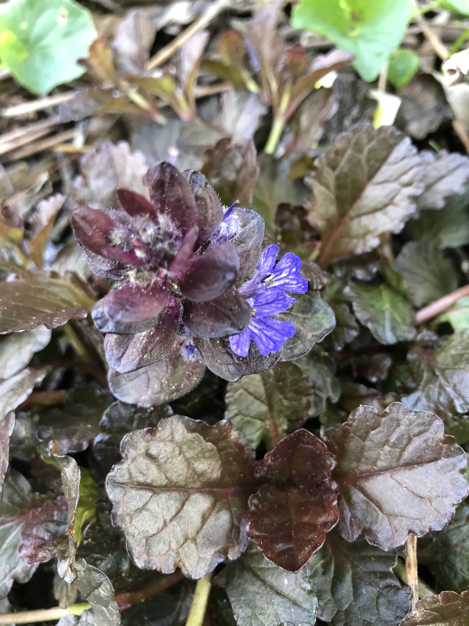 Black Scallop Bugleweed (Ajuga Reptans 'Black Scallop') — It reaches about 6 inches in height and can spread up to 36 inches wide