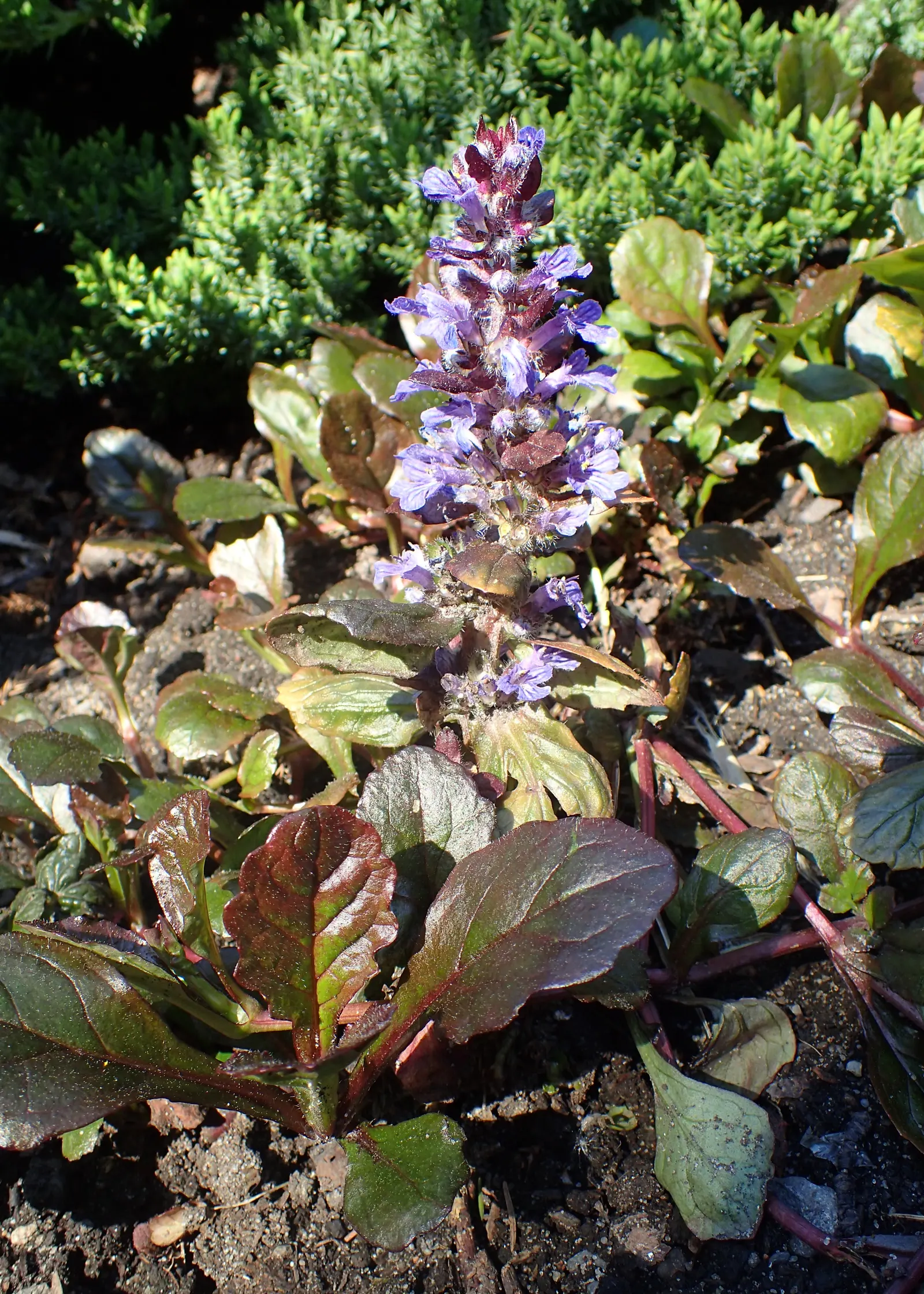 Black Scallop Bugleweed (Ajuga Reptans 'Black Scallop') — Excellent for suppressing weeds and creating dramatic contrast in the landscape