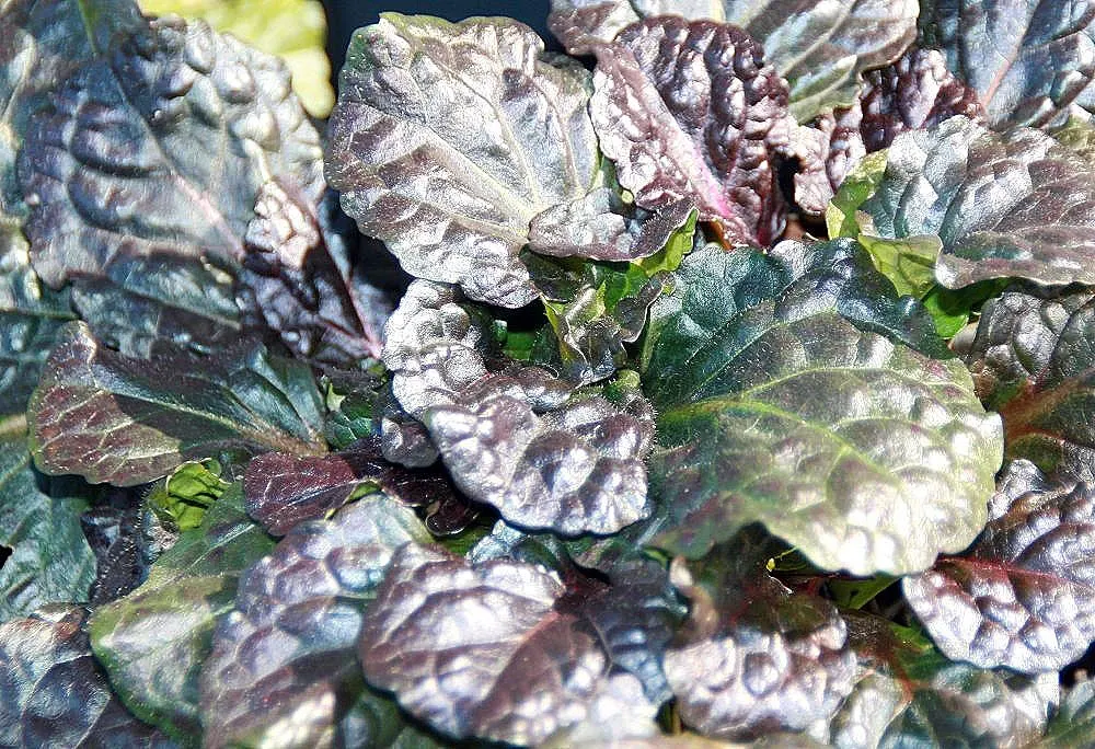 Black Scallop Bugleweed (Ajuga Reptans 'Black Scallop') — Ajuga reptans 'Black Scallop' is a perennial ground cover