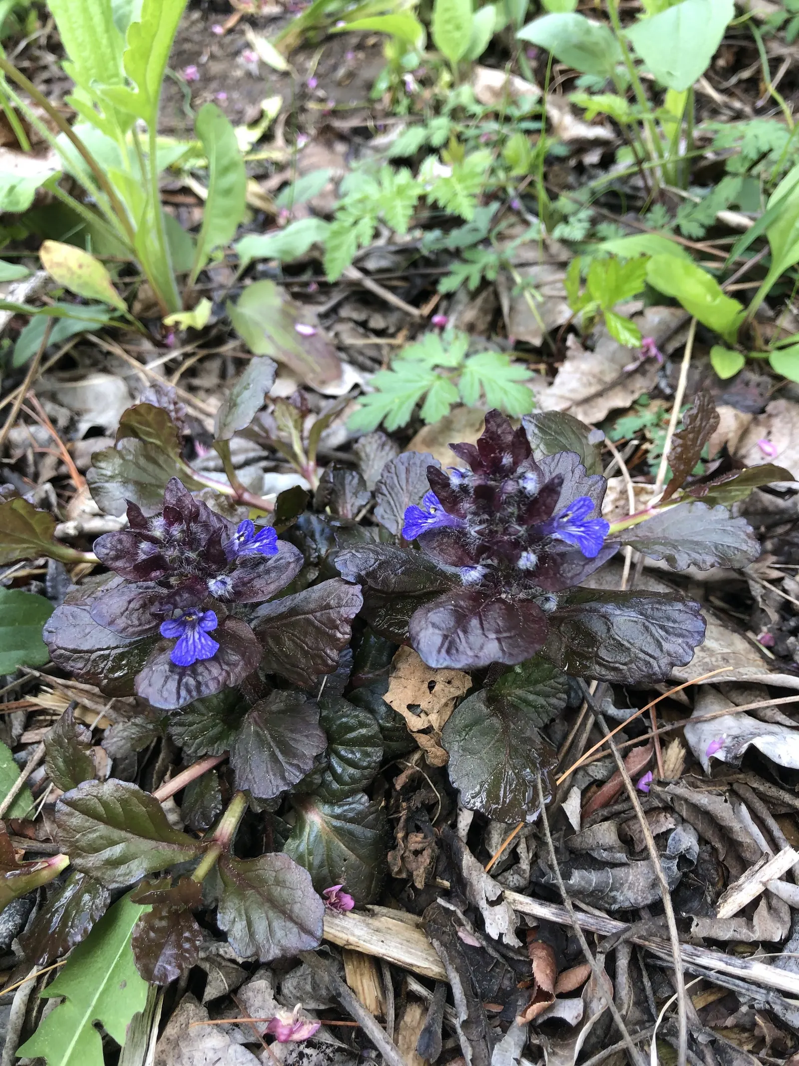 Black Scallop Bugleweed (Ajuga Reptans 'Black Scallop') — From spring to early summer, it produces striking cobalt-blue flower spikes