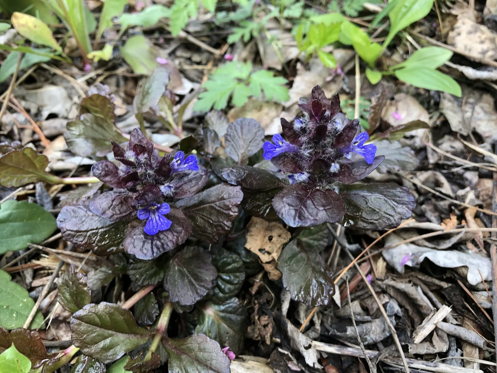 Black Scallop Bugleweed (Ajuga Reptans 'Black Scallop') — valued for its dark purplish-black foliage and dense habit
