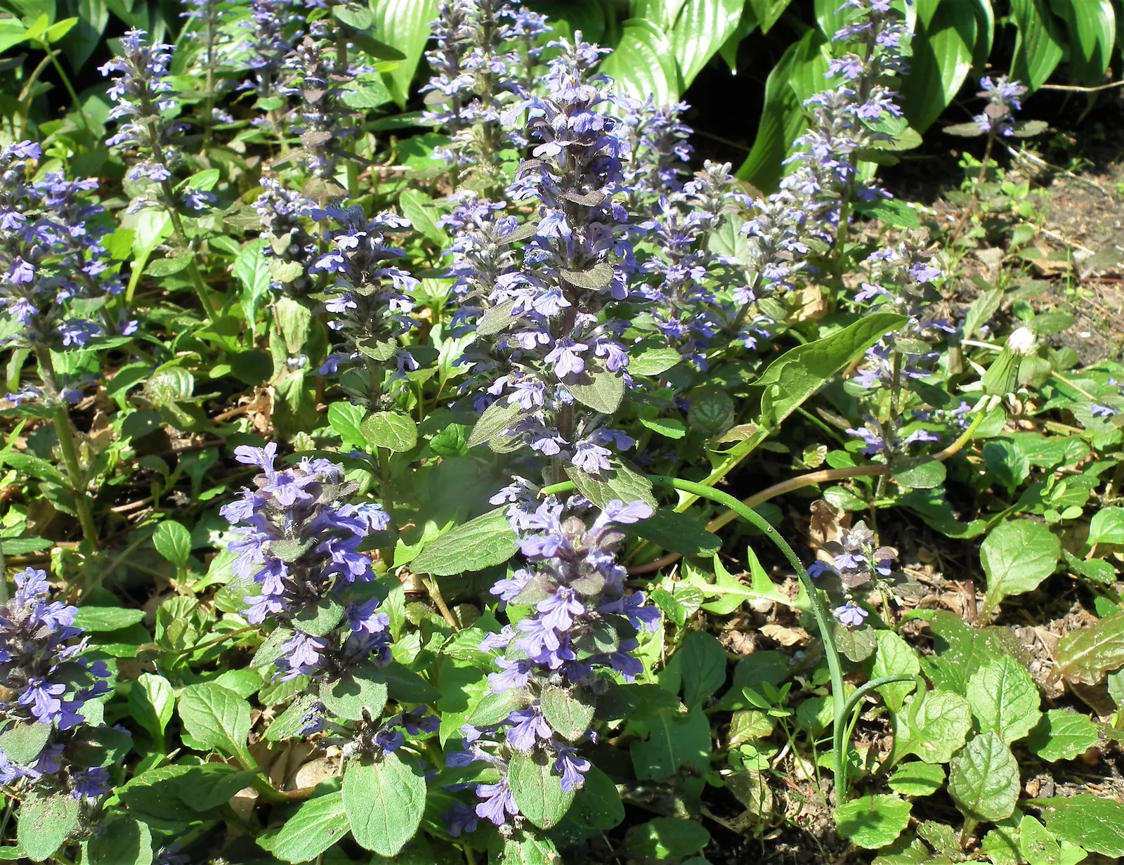 Black Scallop Bugleweed (Ajuga Reptans 'Black Scallop') — commonly referred to as Black Scallop Bugleweed