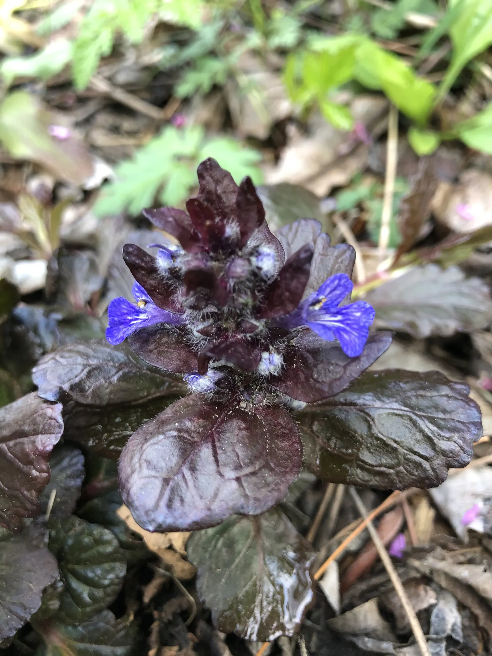 Black Scallop Bugleweed (Ajuga Reptans 'Black Scallop') — Thriving in USDA zones 4-9, it prefers partial shade to full sun and well-drained soil