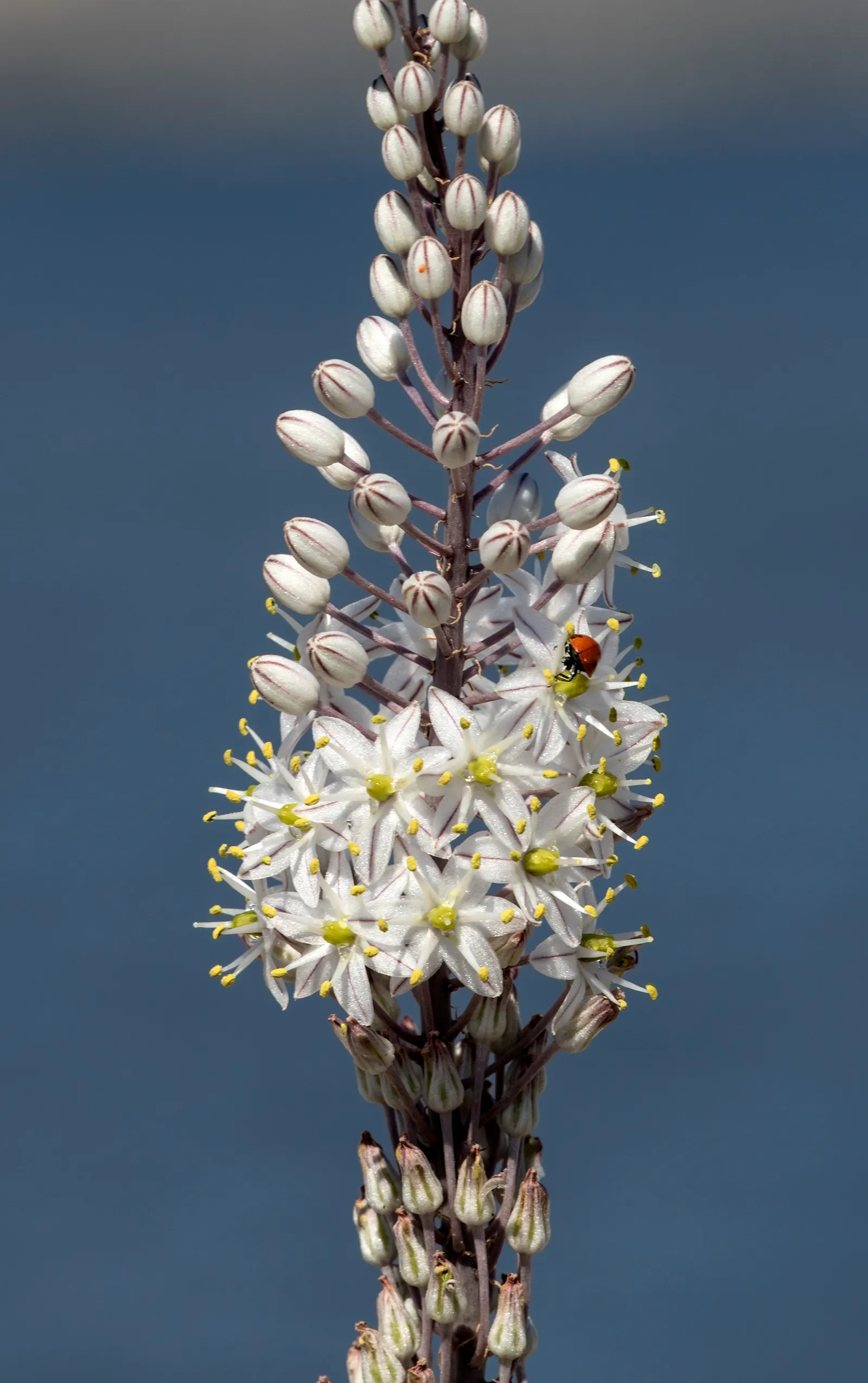Sea Squill (Drimia maritima) — stands as a remarkable and resilient bulbous perennial