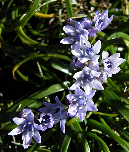 Sea Squill (Drimia maritima) — bulb / perennial with white blooms; paving the way for the plant's true spectacle: its towering flower stalk, image 119