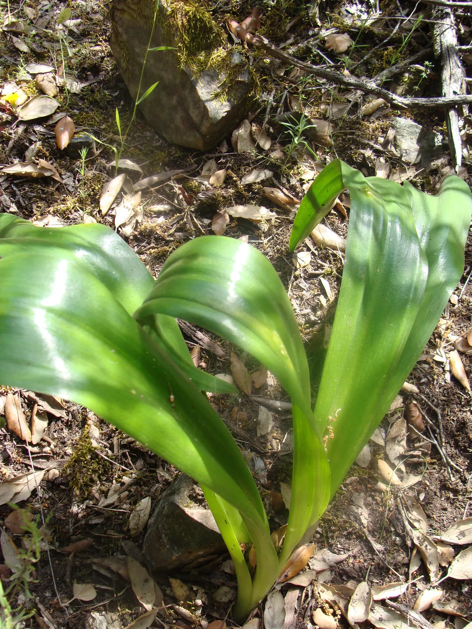 Sea Squill (Drimia maritima) — This spike is a beacon of eye-catching white blossoms; these foliage blades may wilt and recede in the summer heat, image 88
