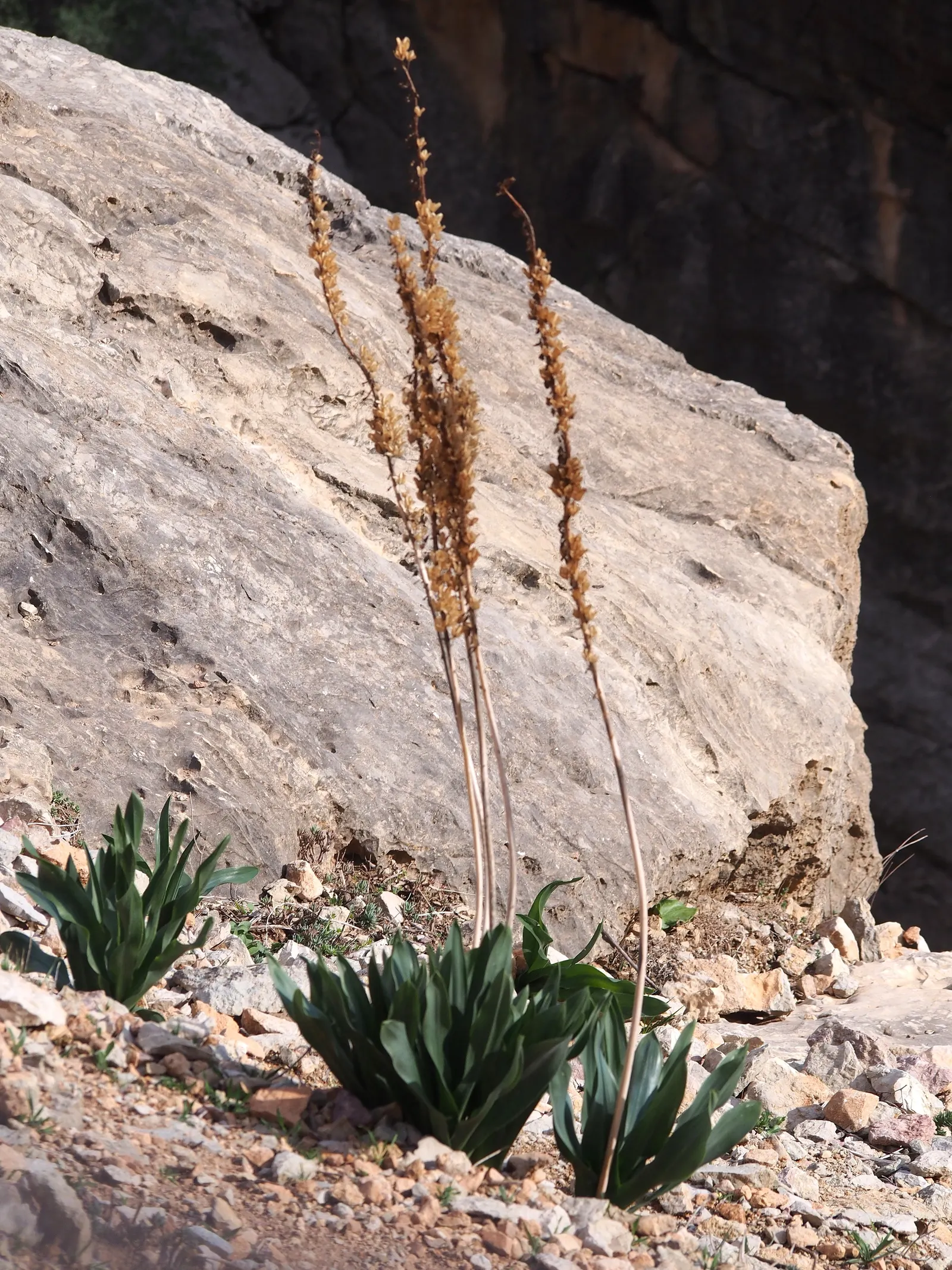 Sea Squill (Drimia maritima) — paving the way for the plant's true spectacle: its towering flower stalk; bulb / perennial with white blooms, image 110