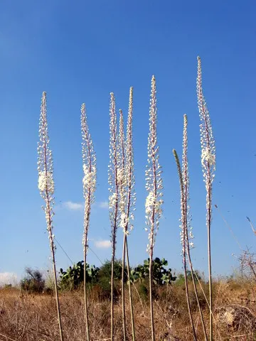 Sea Squill (Drimia maritima) — These foliage blades may wilt and recede in the summer heat; this spike is a beacon of eye-catching white blossoms, image 109