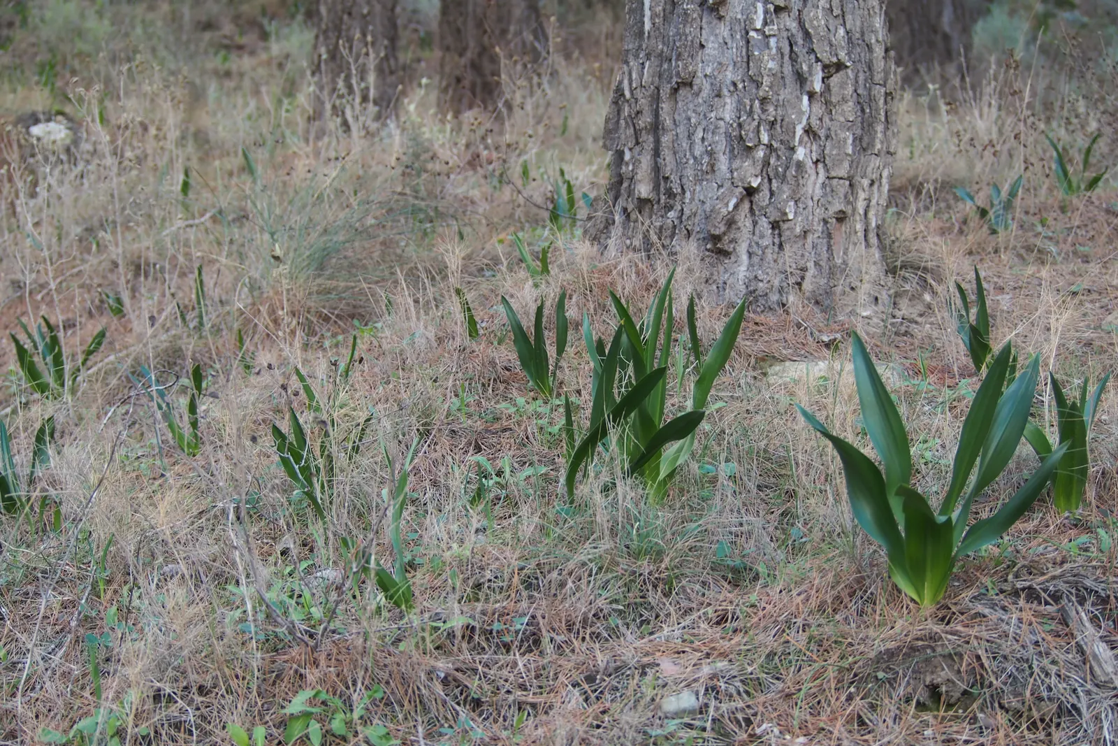 Sea Squill (Drimia maritima) — Requiring little maintenance once established and being generally free of pests and diseases; its growth can be, image 115