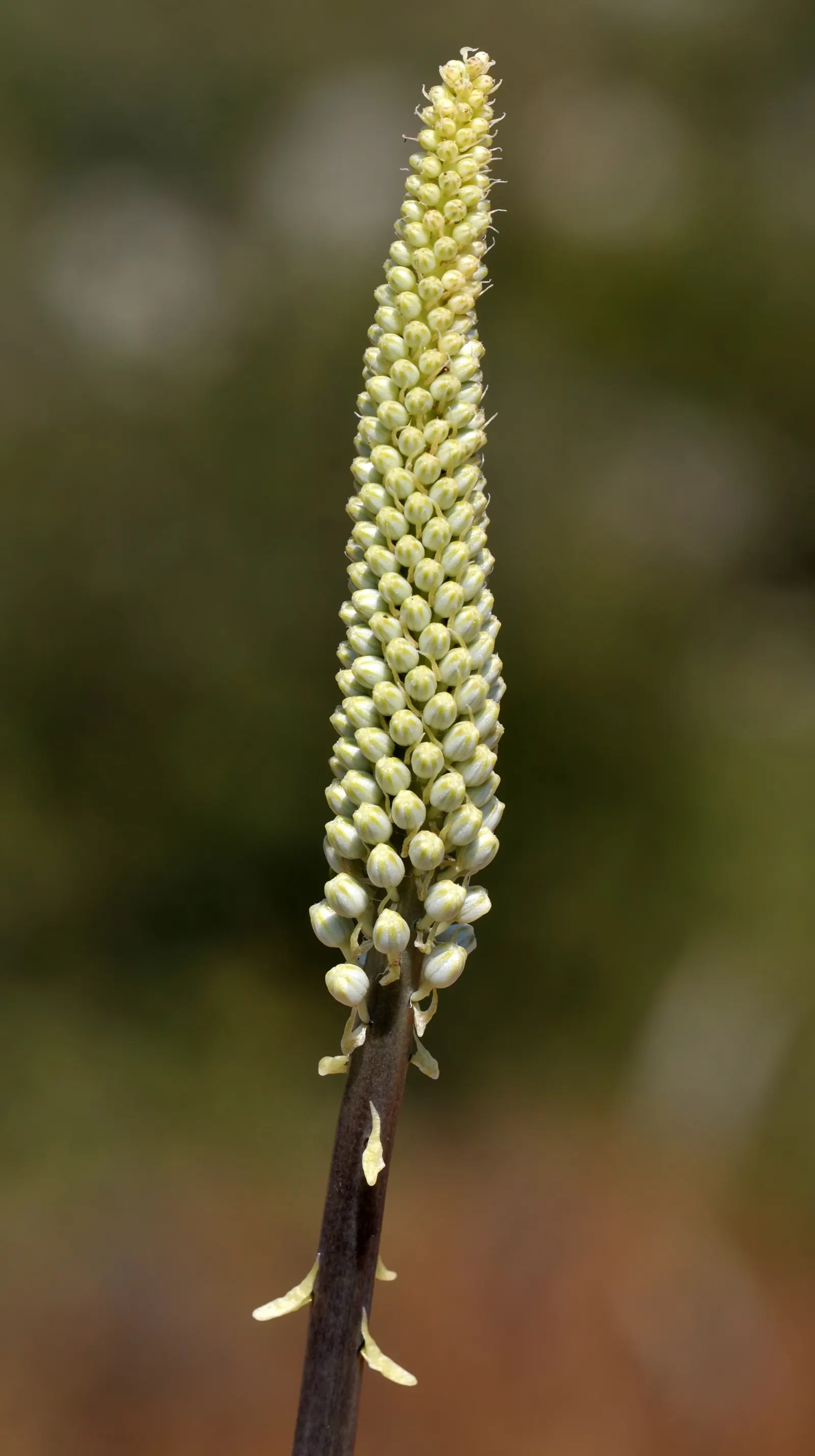 Sea Squill (Drimia maritima) — Allow ample space for the flower spike's drama, considering a minimum spread area of approximately 1 foot