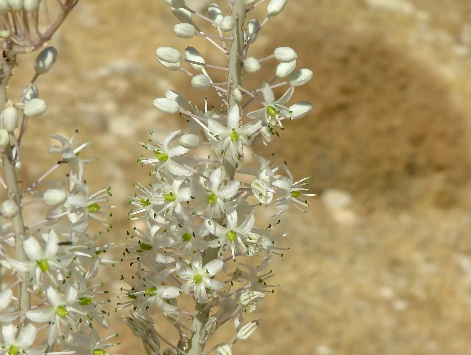 Sea Squill (Drimia maritima) — forming a lush rosette of dark green; tolerating a wide range of conditions but thriving in well-drained, image 84
