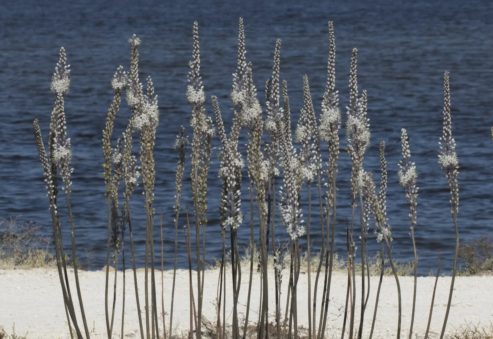 Sea Squill (Drimia maritima) — white flowers in the garden; essential for adding a striking vertical element to any coastal-inspired landscape, image 94