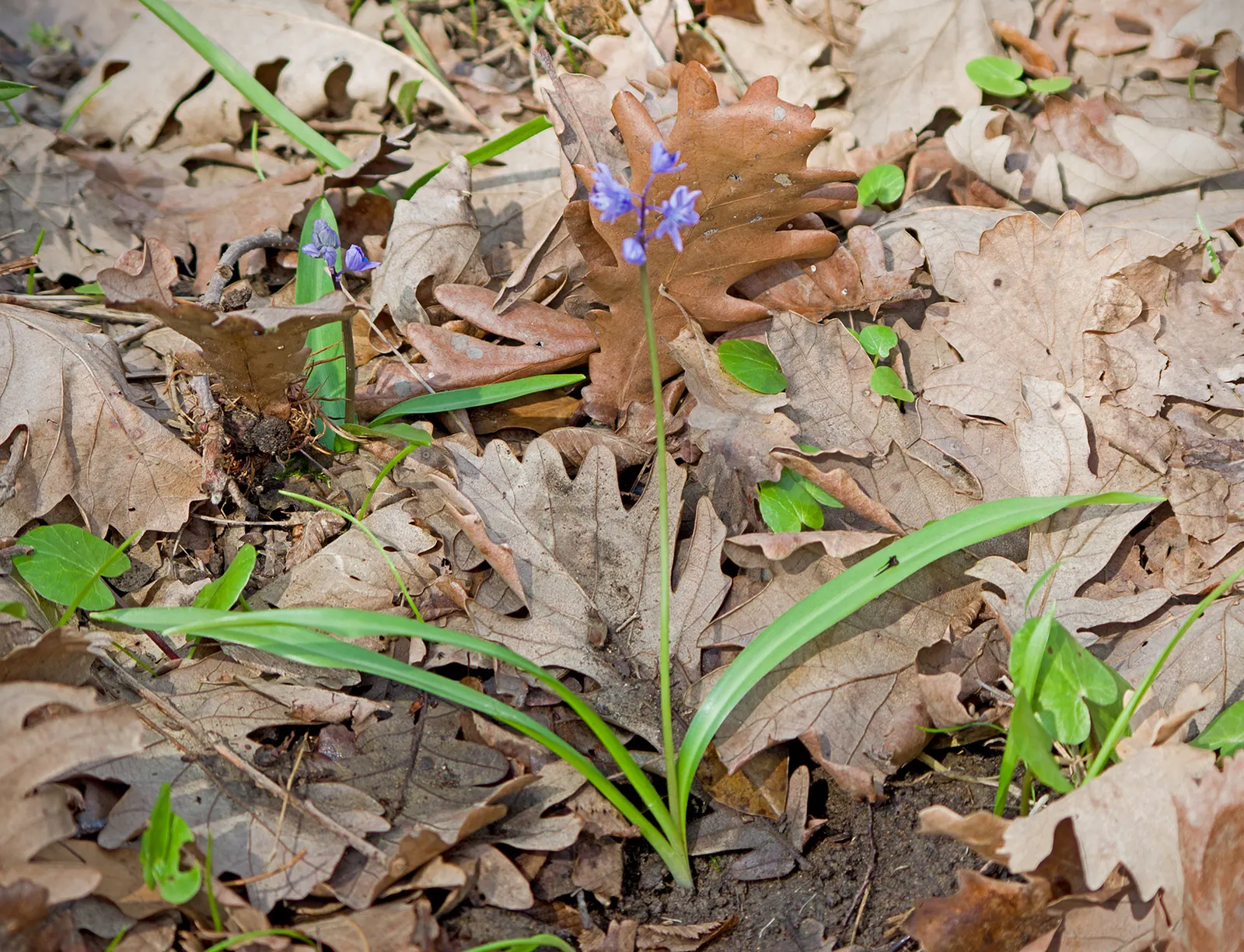Sea Squill (Drimia maritima) — Sea Squill (Drimia maritima) is a drought-resistant Mediterranean bulbous plant; the Sea Squill's long-lasting, image 73