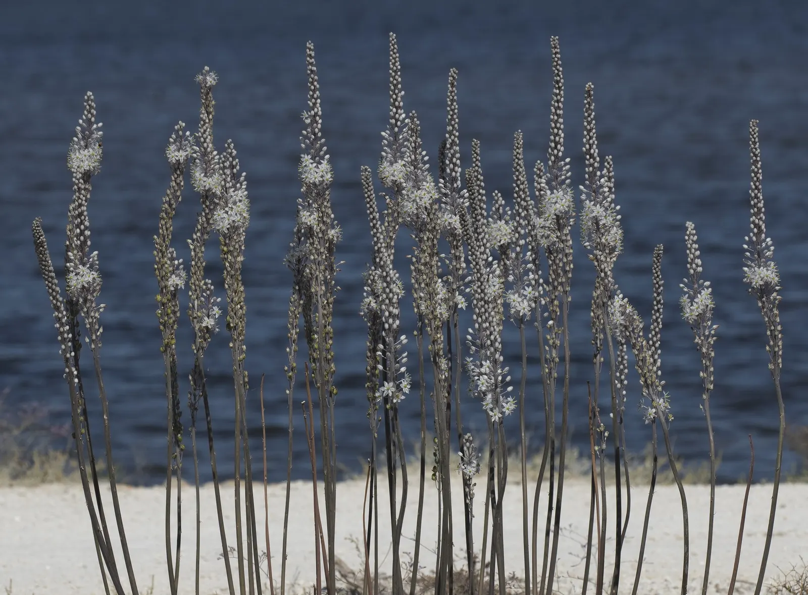 Sea Squill (Drimia maritima) — bulb / perennial with white blooms; paving the way for the plant's true spectacle: its towering flower stalk, image 71