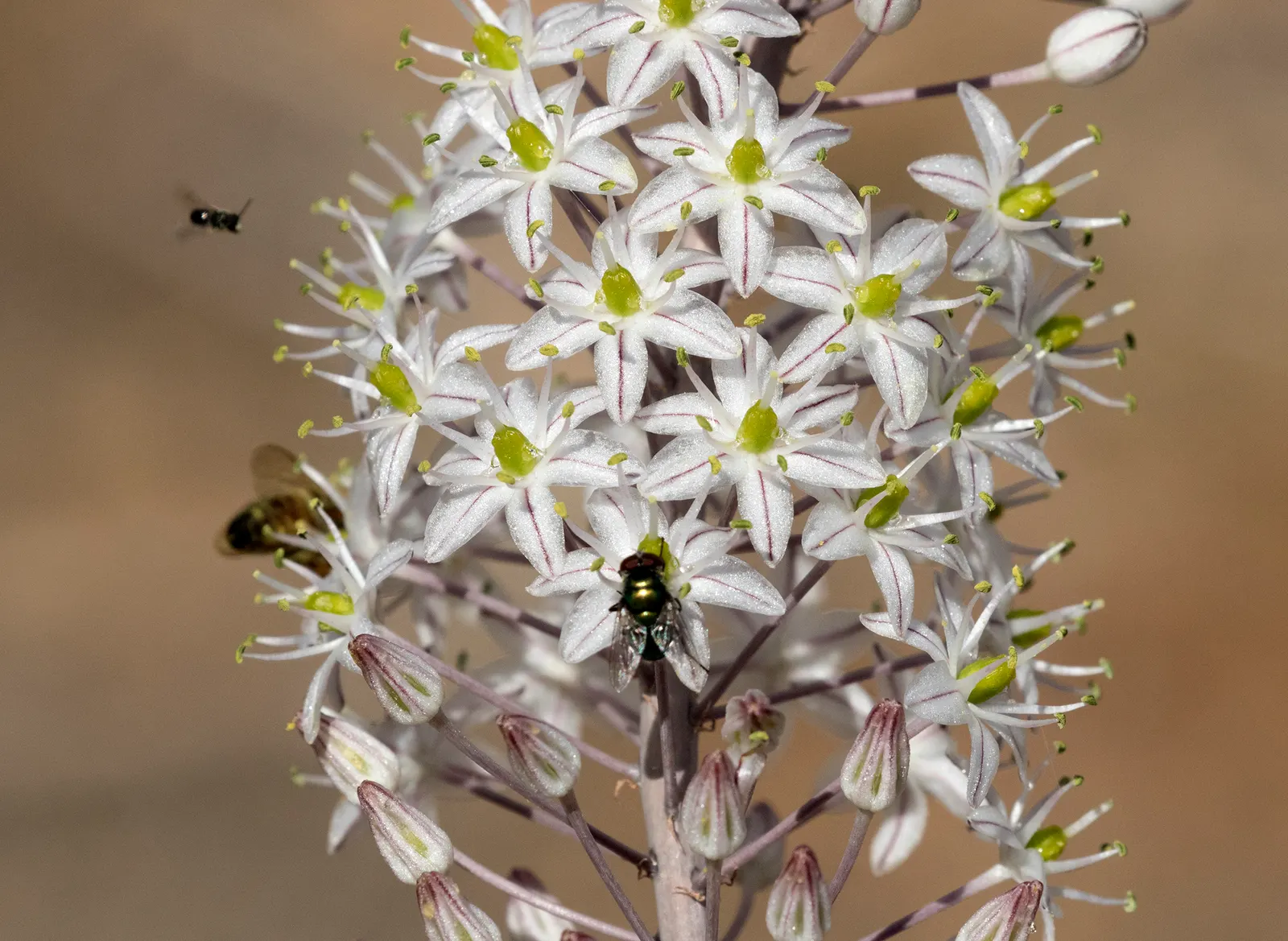 Sea Squill (Drimia maritima) — forming a lush rosette of dark green; tolerating a wide range of conditions but thriving in well-drained