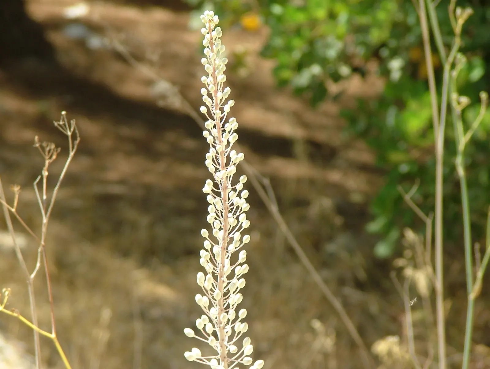 Sea Squill (Drimia maritima) — the Sea Squill's foliage emerges in late winter or early spring; thriving in well-drained soils with full sun, image 59