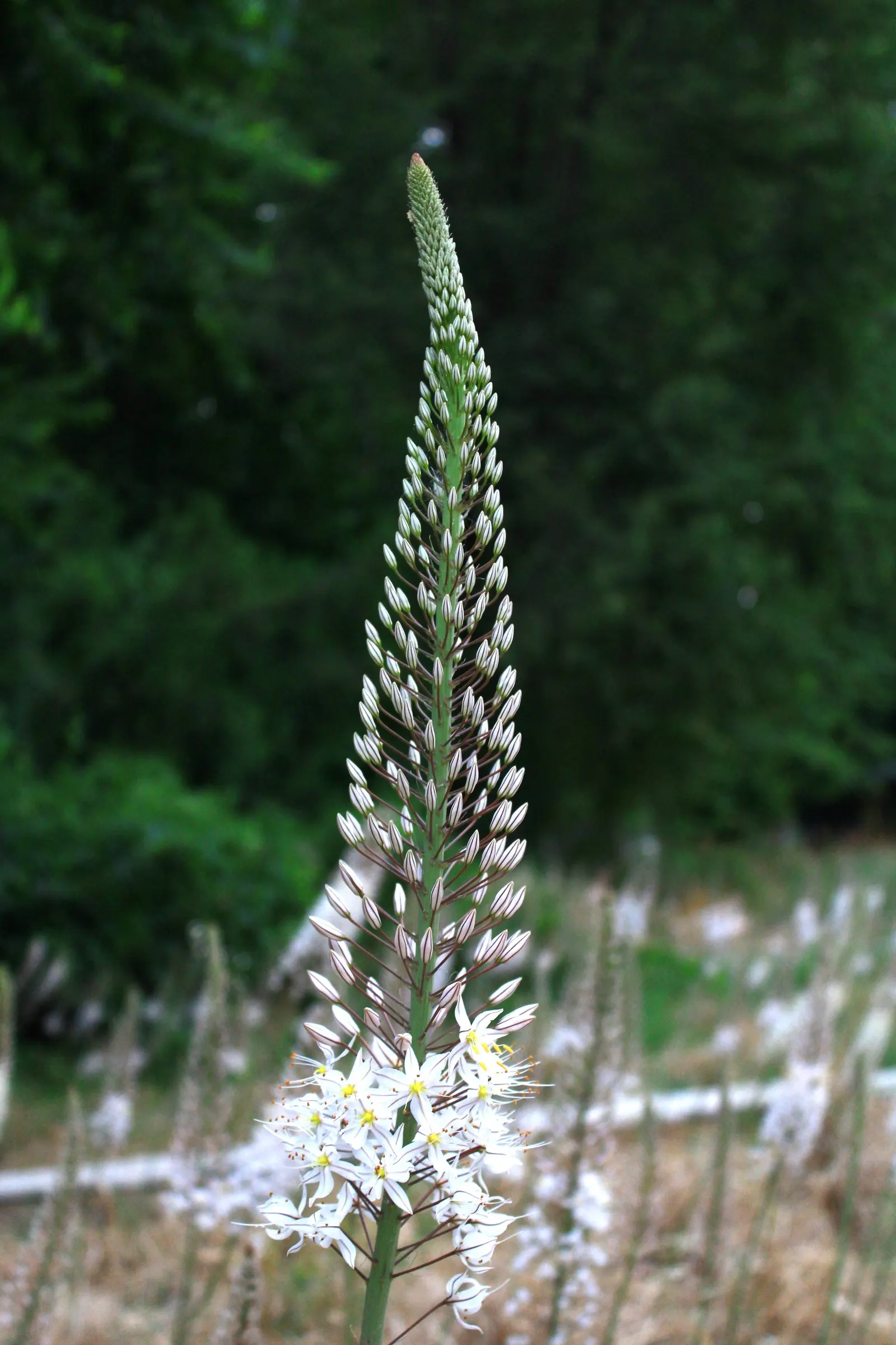 Sea Squill (Drimia maritima) — the Sea Squill's foliage emerges in late winter or early spring