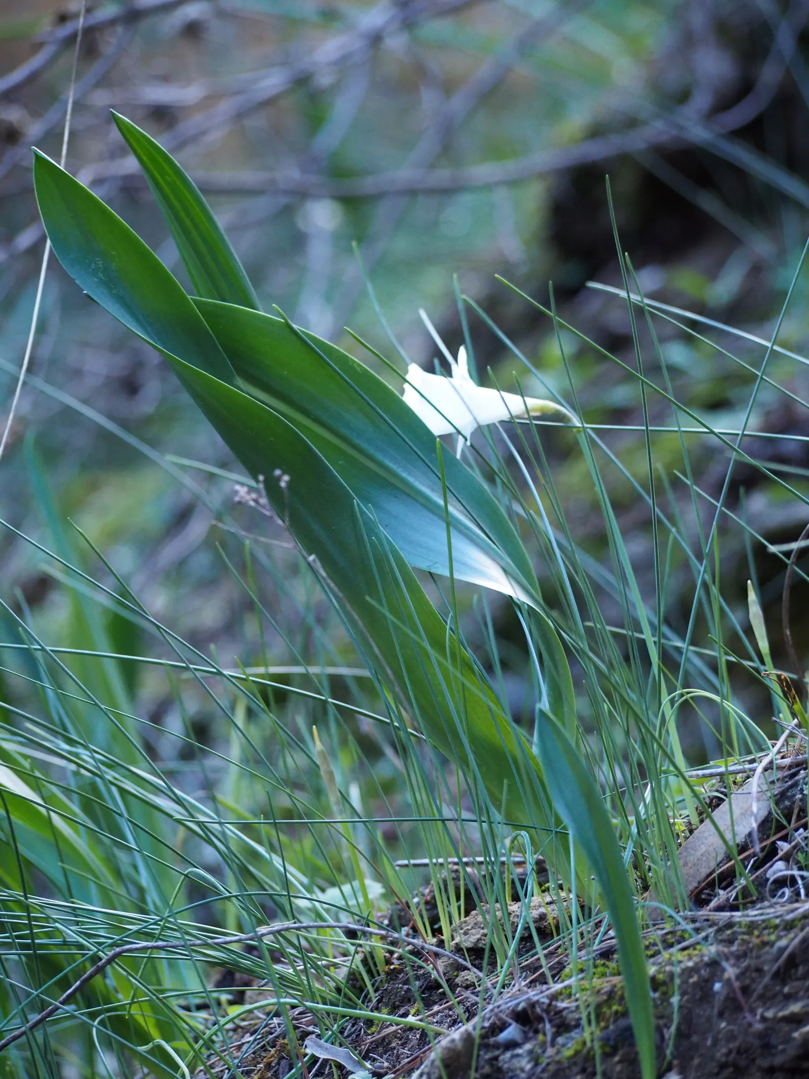 Sea Squill (Drimia maritima) — especially suited for xeriscaping or dry garden beds; bulb / perennial for full or half, image 69