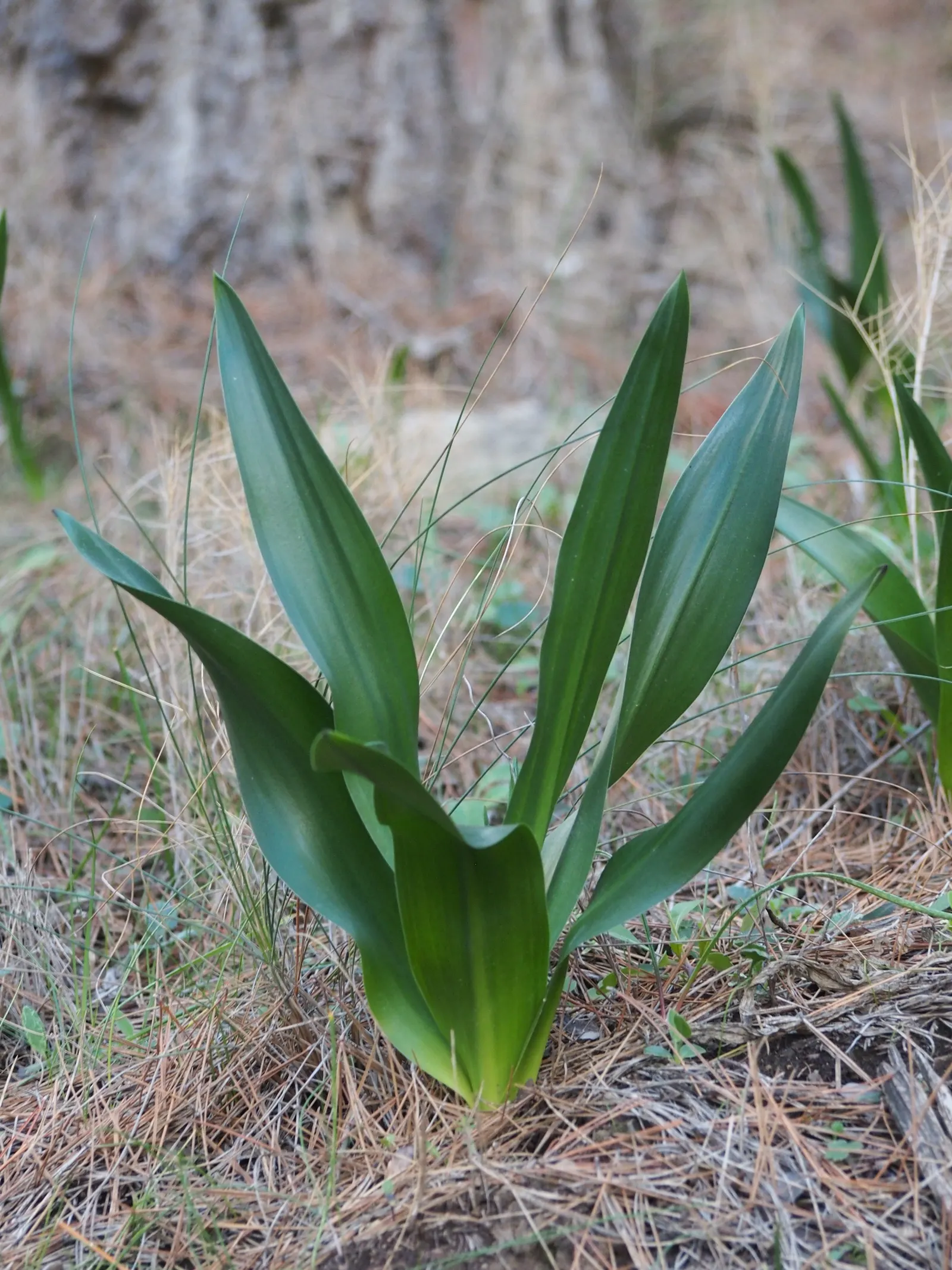 Sea Squill (Drimia maritima) — forming a lush rosette of dark green; tolerating a wide range of conditions but thriving in well-drained, image 60