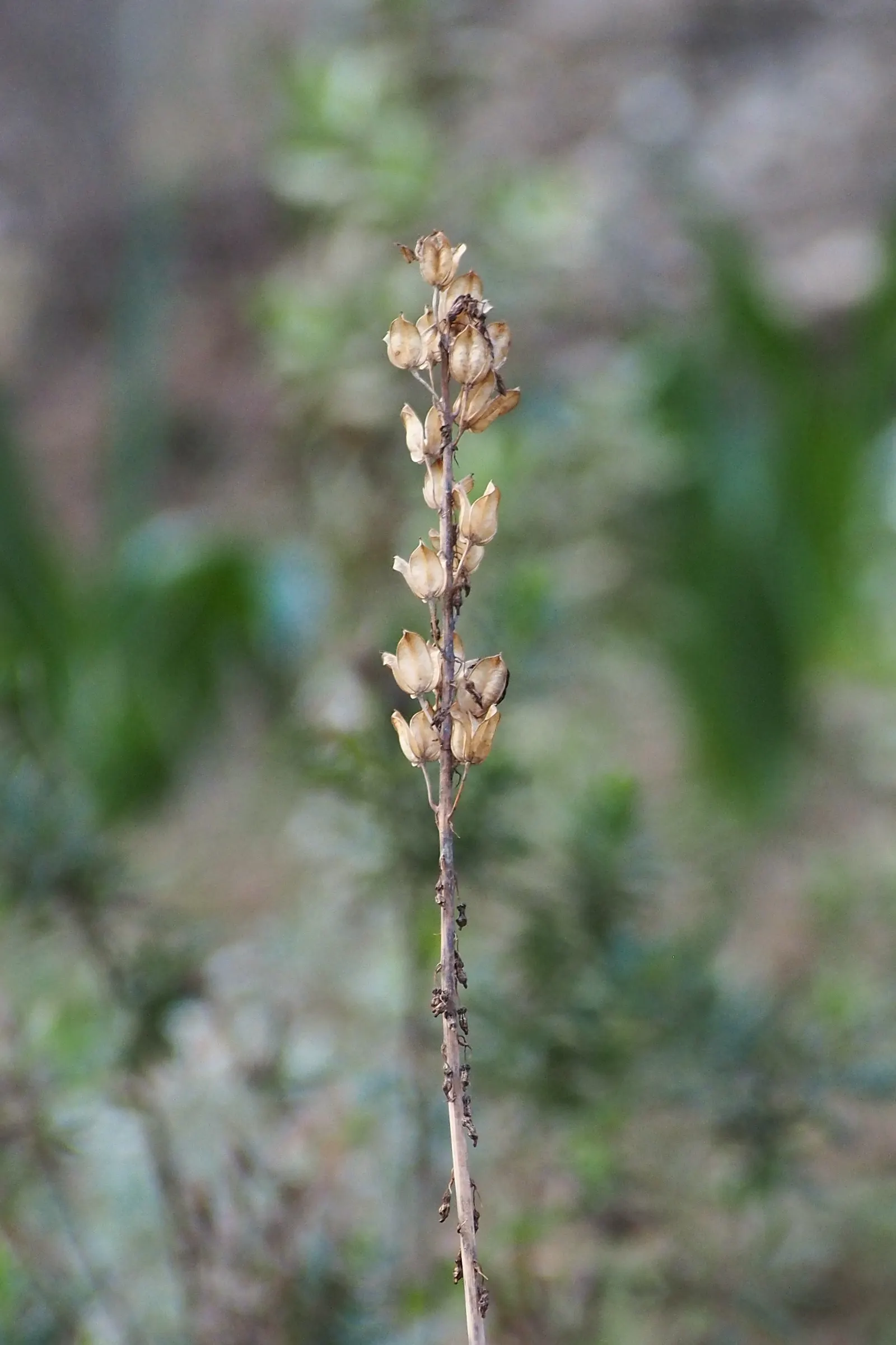 Sea Squill (Drimia maritima) — essential for adding a striking vertical element to any coastal-inspired landscape; white flowers in the garden, image 79
