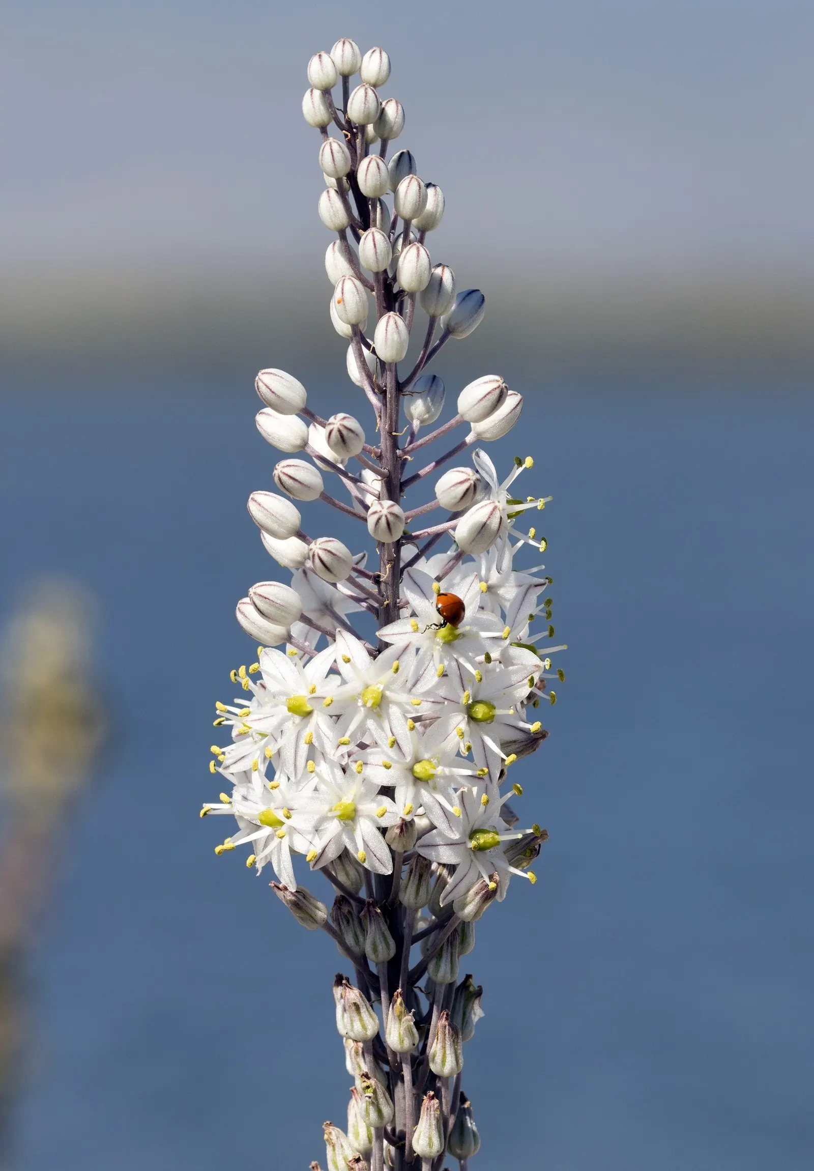 Sea Squill (Drimia maritima) — In late summer to early fall, a singular spike ascends, reaching an imposing height of 4 to 5 feet; stands as a, image 87
