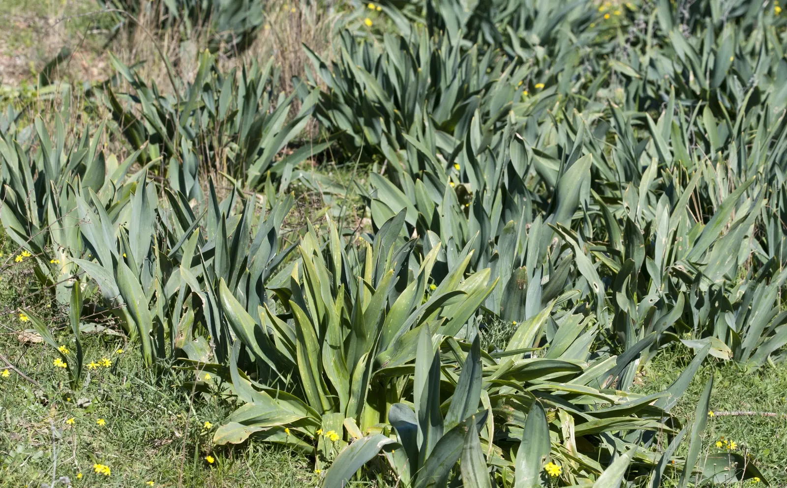 Sea Squill (Drimia maritima) — Sea Squill (Drimia maritima) is a drought-resistant Mediterranean bulbous plant; the Sea Squill's long-lasting, image 121