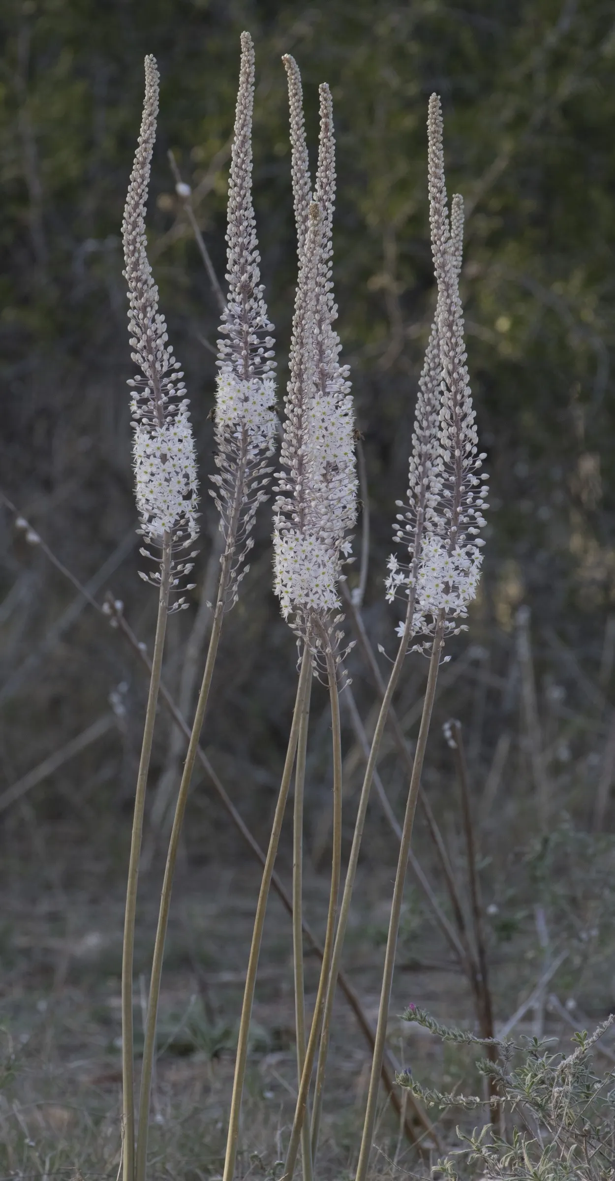 Sea Squill (Drimia maritima) — essential for adding a striking vertical element to any coastal-inspired landscape