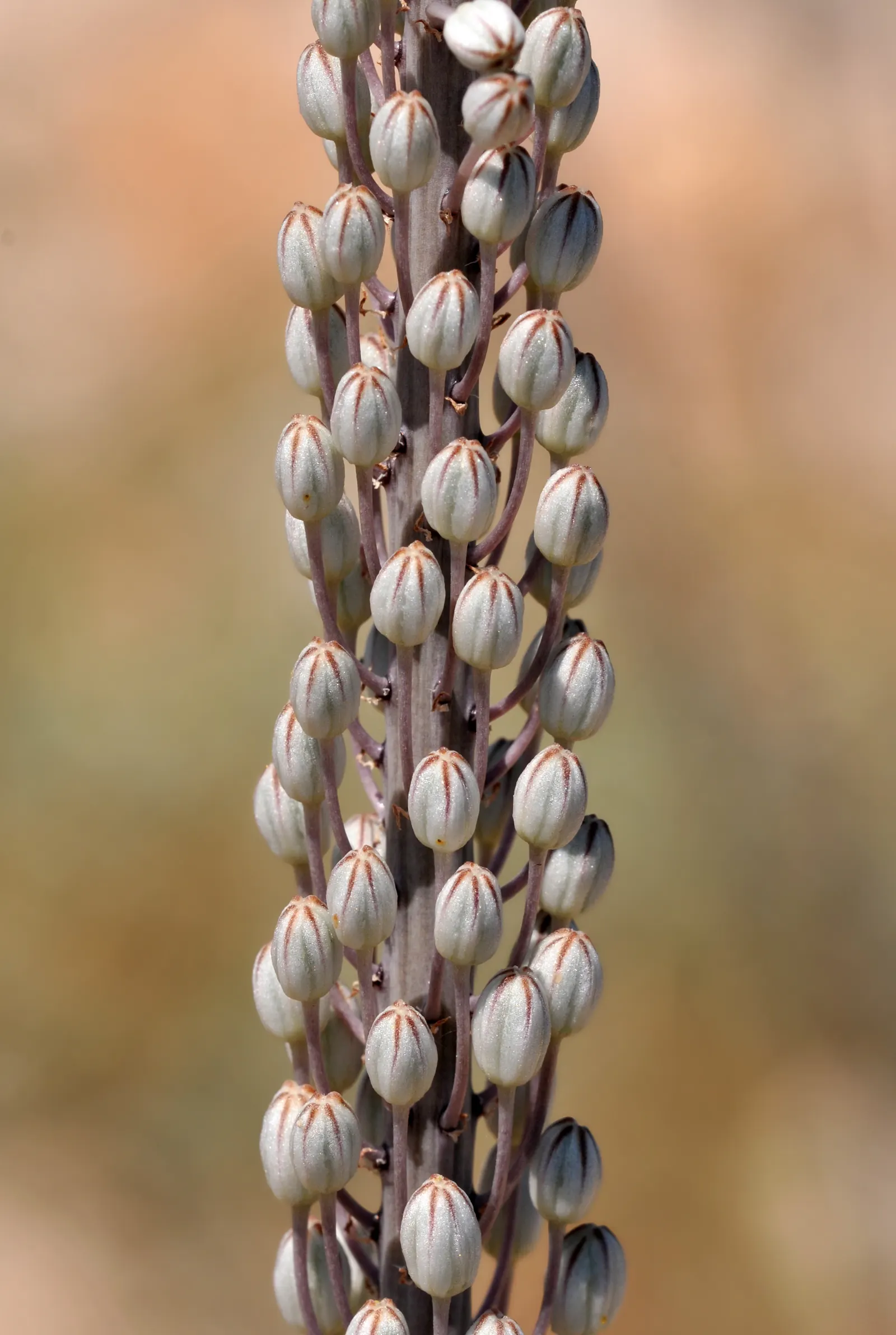 Sea Squill (Drimia maritima) — forming a lush rosette of dark green; tolerating a wide range of conditions but thriving in well-drained, image 108