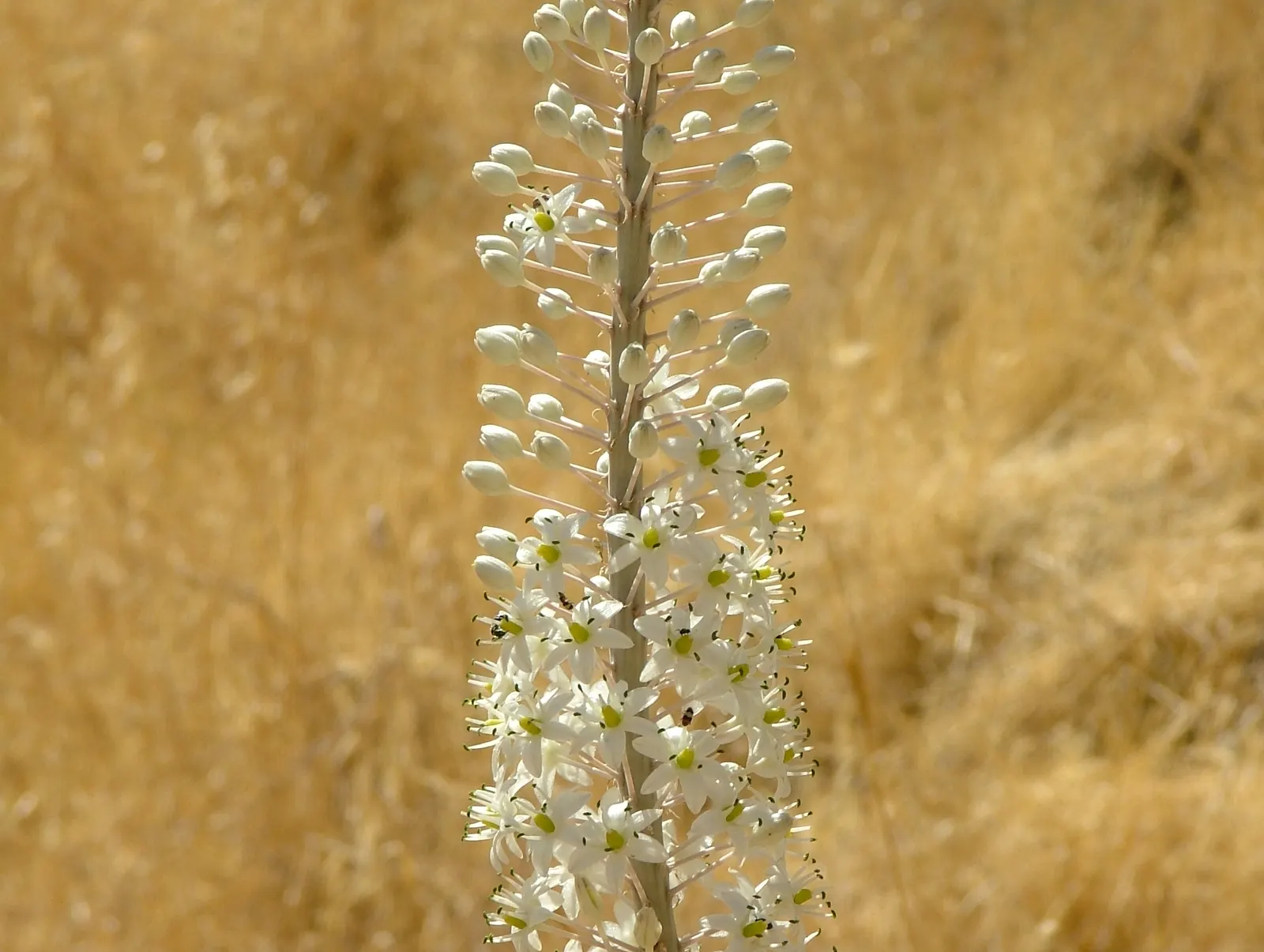 Sea Squill (Drimia maritima) — It grows 3-5 feet tall and displays dramatic spikes of white, star-shaped flowers late summer to fall; allow ample, image 99