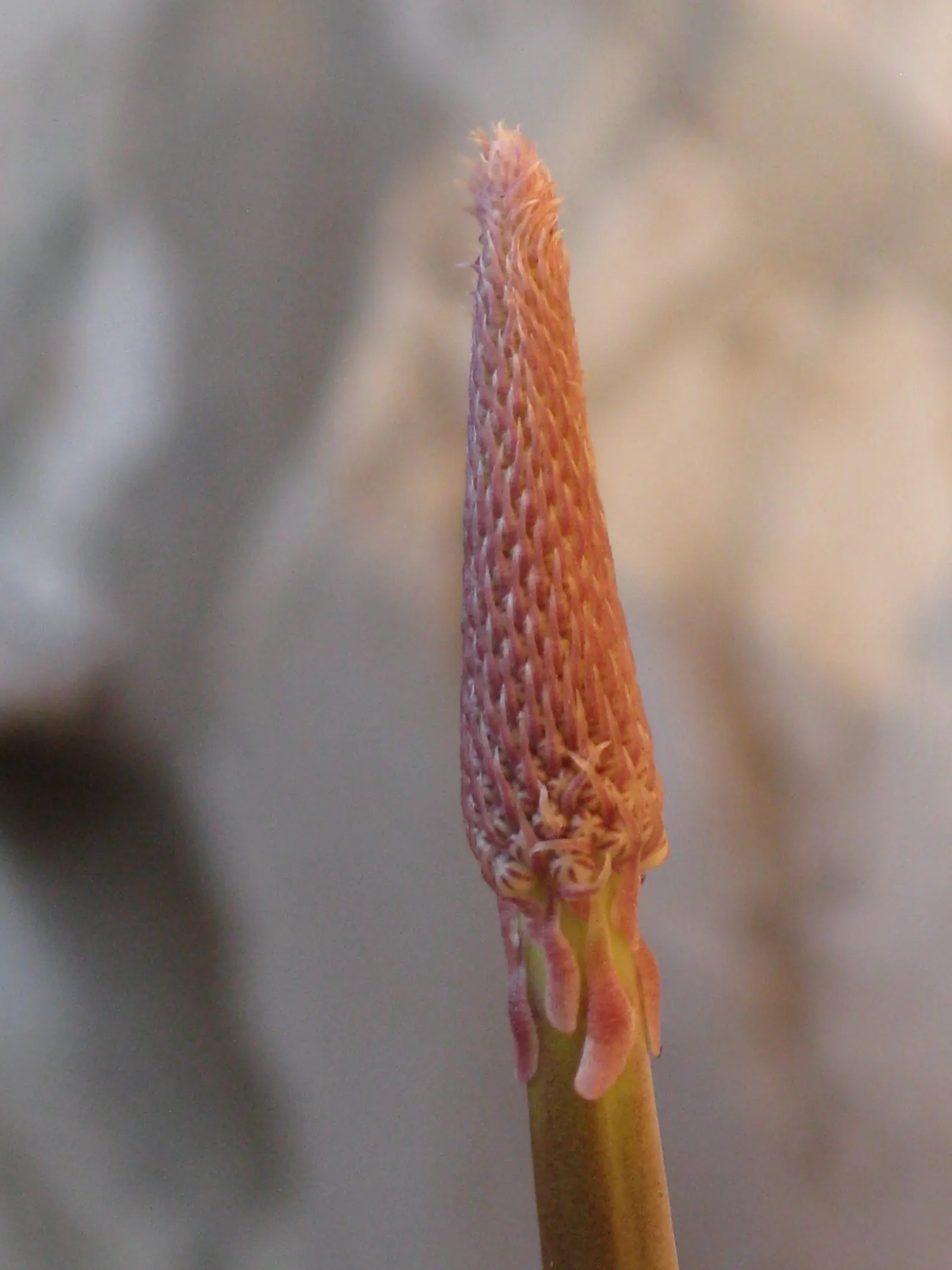 Sea Squill (Drimia maritima) — this hardy perennial requires minimal care once established and is not frequented by pests or diseases; this hardy, image 125
