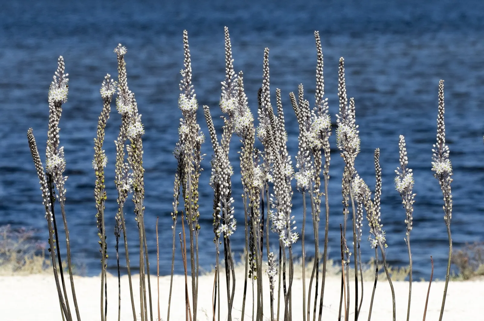 Sea Squill (Drimia maritima) — this hardy perennial requires minimal care once established and is not frequented by pests or diseases; this hardy, image 77