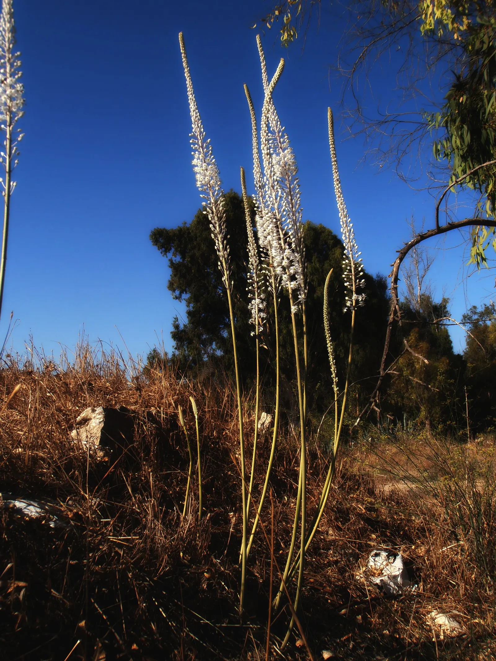 Sea Squill (Drimia maritima) — Sea Squill (Drimia maritima) is a drought-resistant Mediterranean bulbous plant; the Sea Squill's long-lasting, image 49