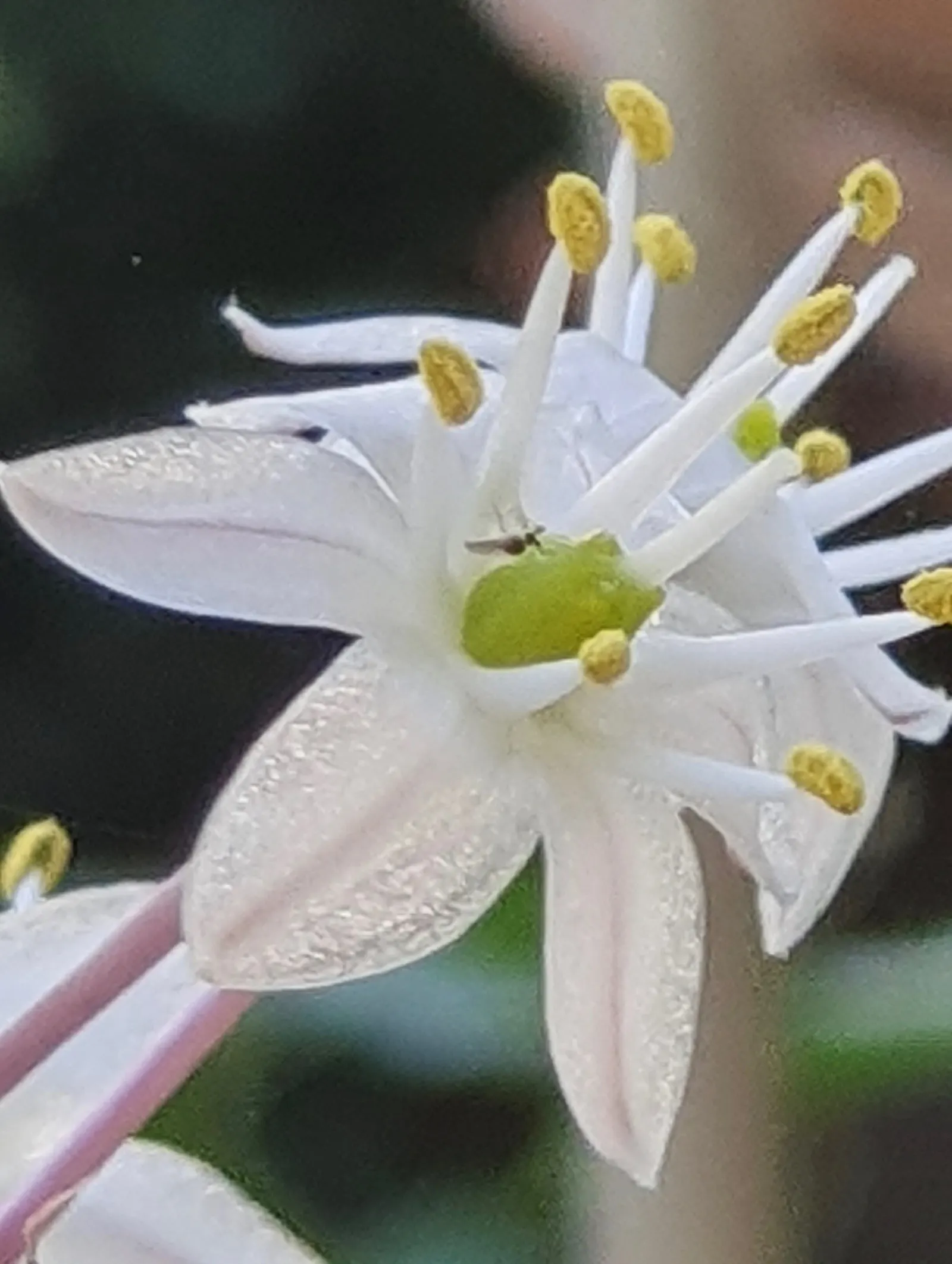 Sea Squill (Drimia maritima) — the Sea Squill's foliage emerges in late winter or early spring; thriving in well-drained soils with full sun exposure
