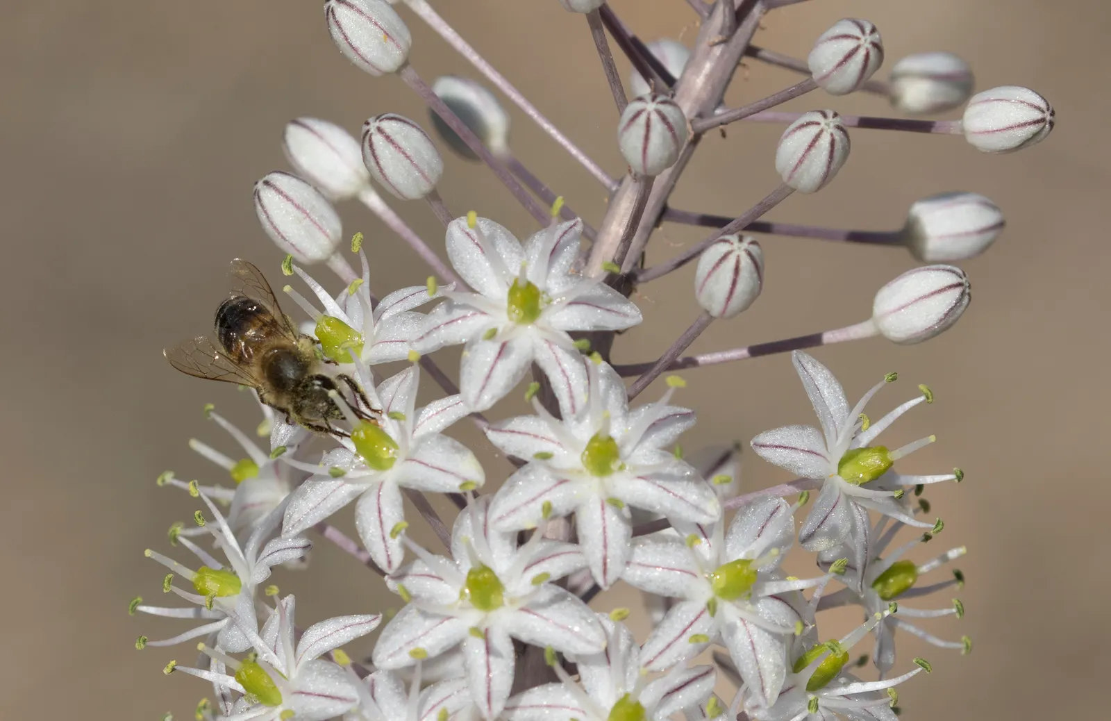Sea Squill (Drimia maritima) — This spike is a beacon of eye-catching white blossoms; these foliage blades may wilt and recede in the summer heat, image 112