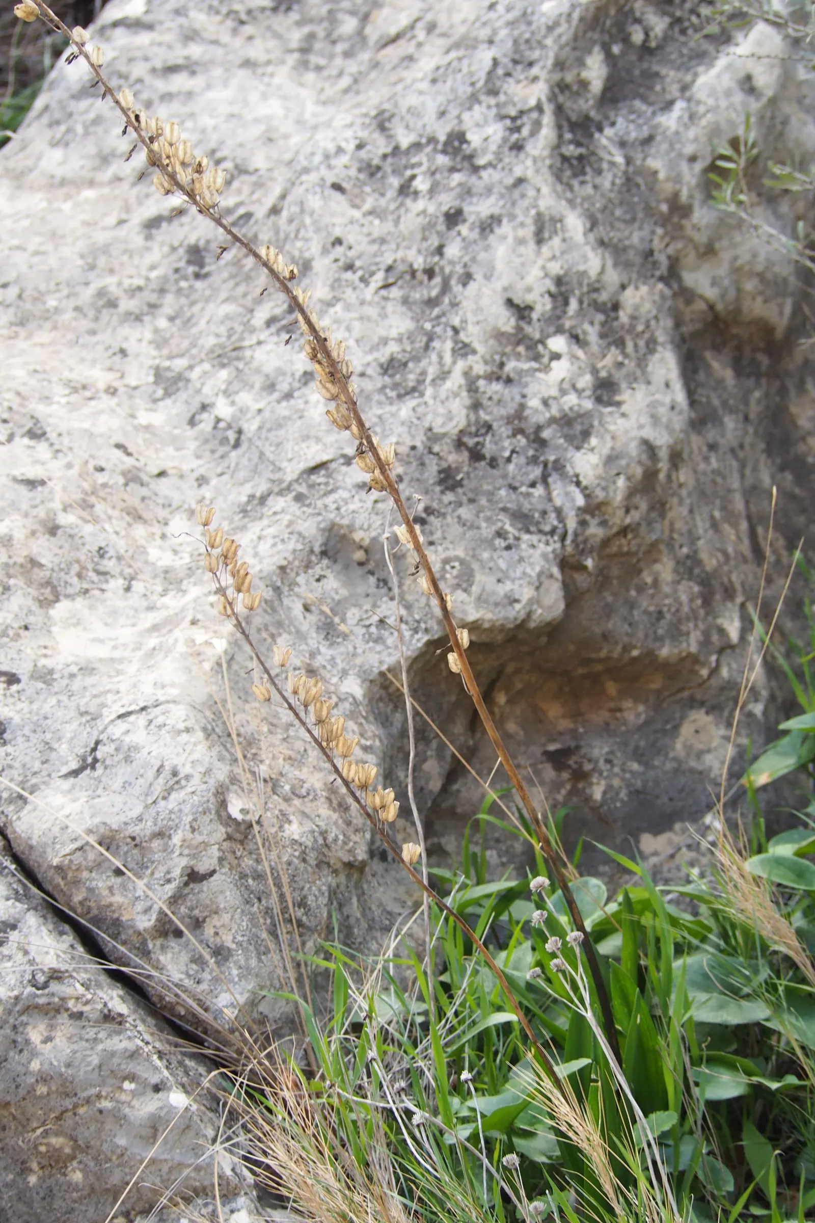 Sea Squill (Drimia maritima) — tolerating a wide range of conditions but thriving in well-drained; forming a lush rosette of dark green, image 81