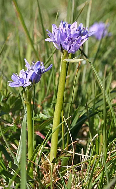 Sea Squill (Drimia maritima) — It grows 3-5 feet tall and displays dramatic spikes of white, star-shaped flowers late summer to fall; allow ample, image 123