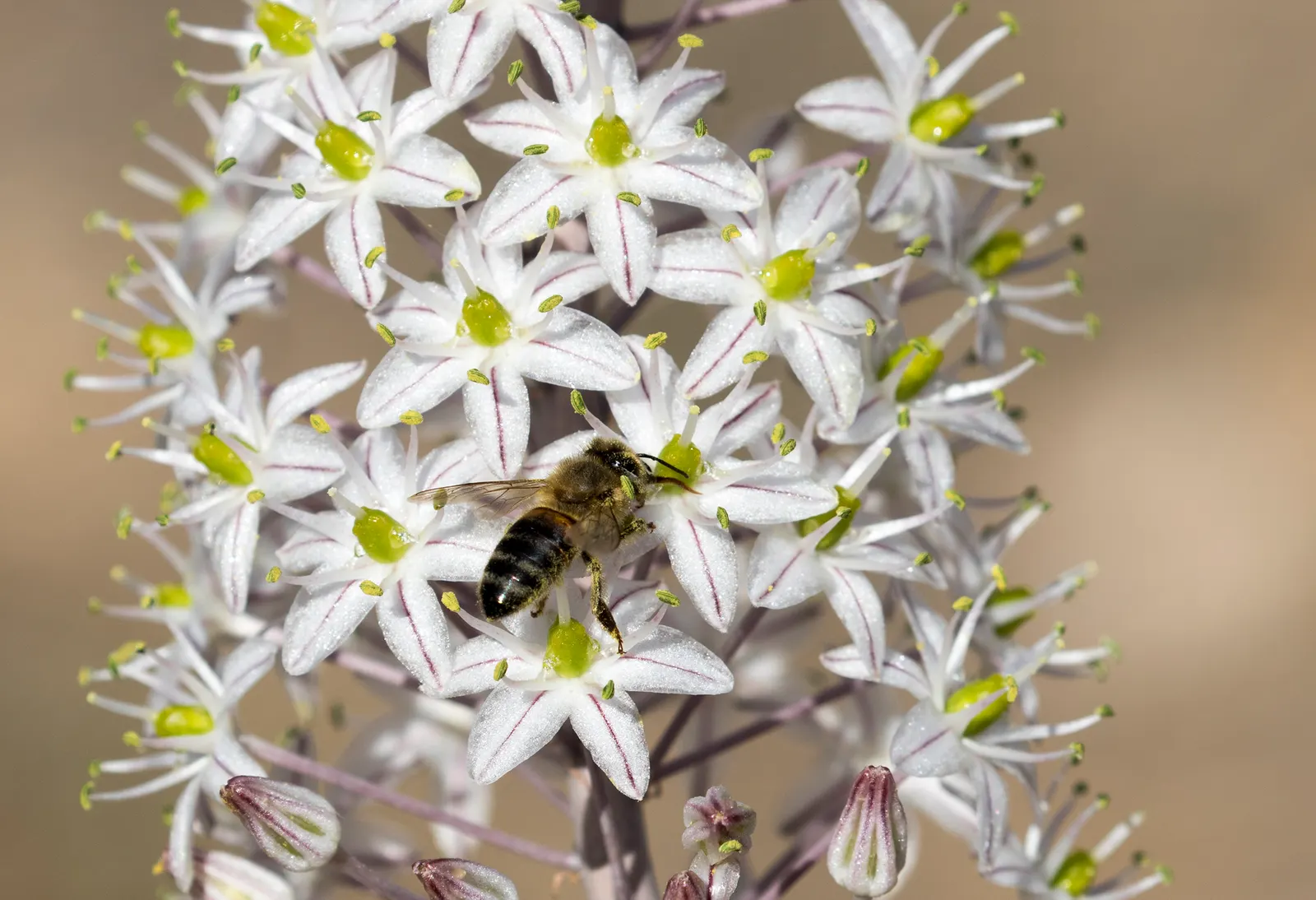 Sea Squill (Drimia maritima) — Requiring little maintenance once established and being generally free of pests and diseases; its growth can be impressive