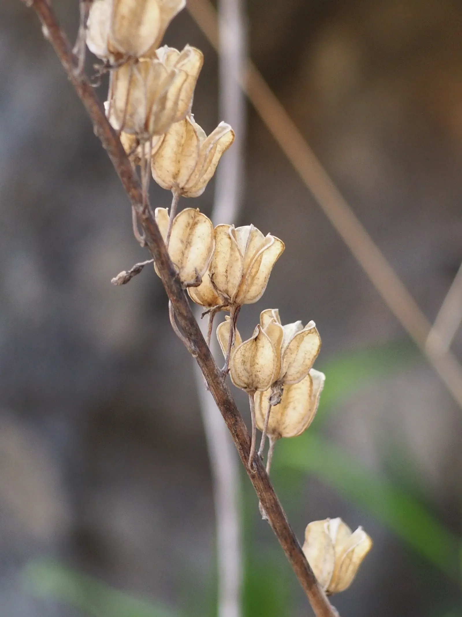 Sea Squill (Drimia maritima) — tolerating a wide range of conditions but thriving in well-drained