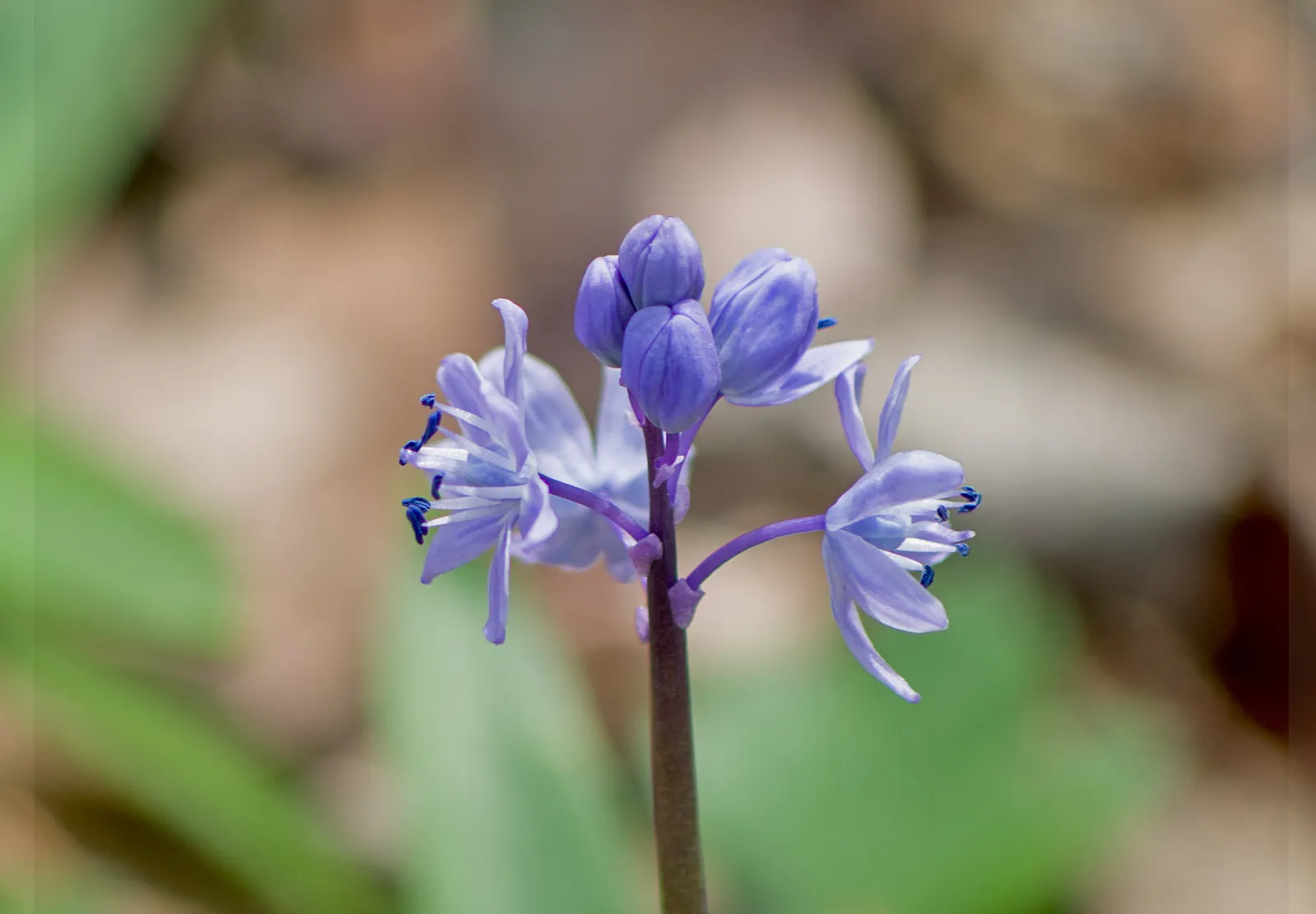 Sea Squill (Drimia maritima) — this hardy perennial requires minimal care once established and is not frequented by pests or diseases