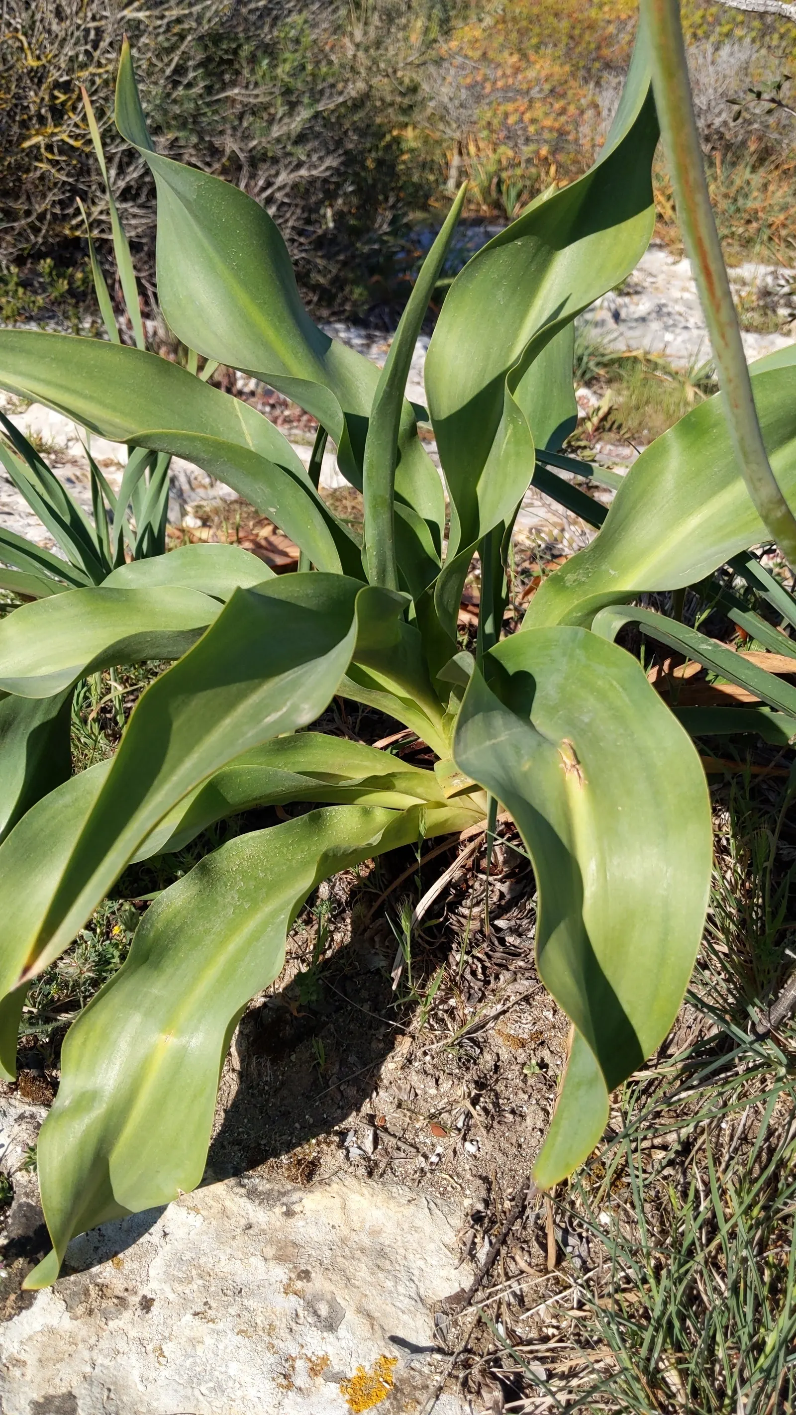 Sea Squill (Drimia maritima) — paving the way for the plant's true spectacle: its towering flower stalk; bulb / perennial with white blooms, image 62