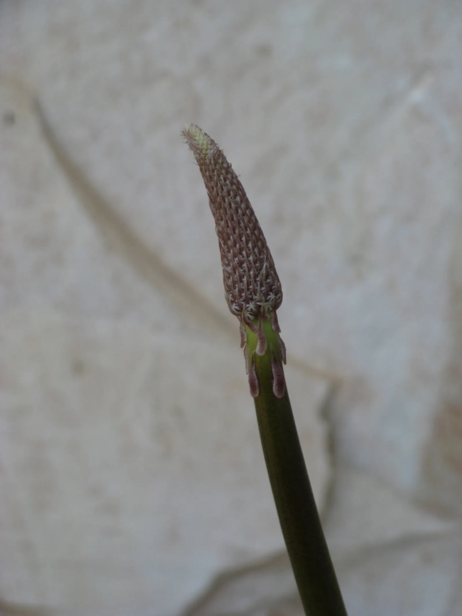 Sea Squill (Drimia maritima) — In late summer to early fall, a singular spike ascends, reaching an imposing height of 4 to 5 feet; stands as a, image 63