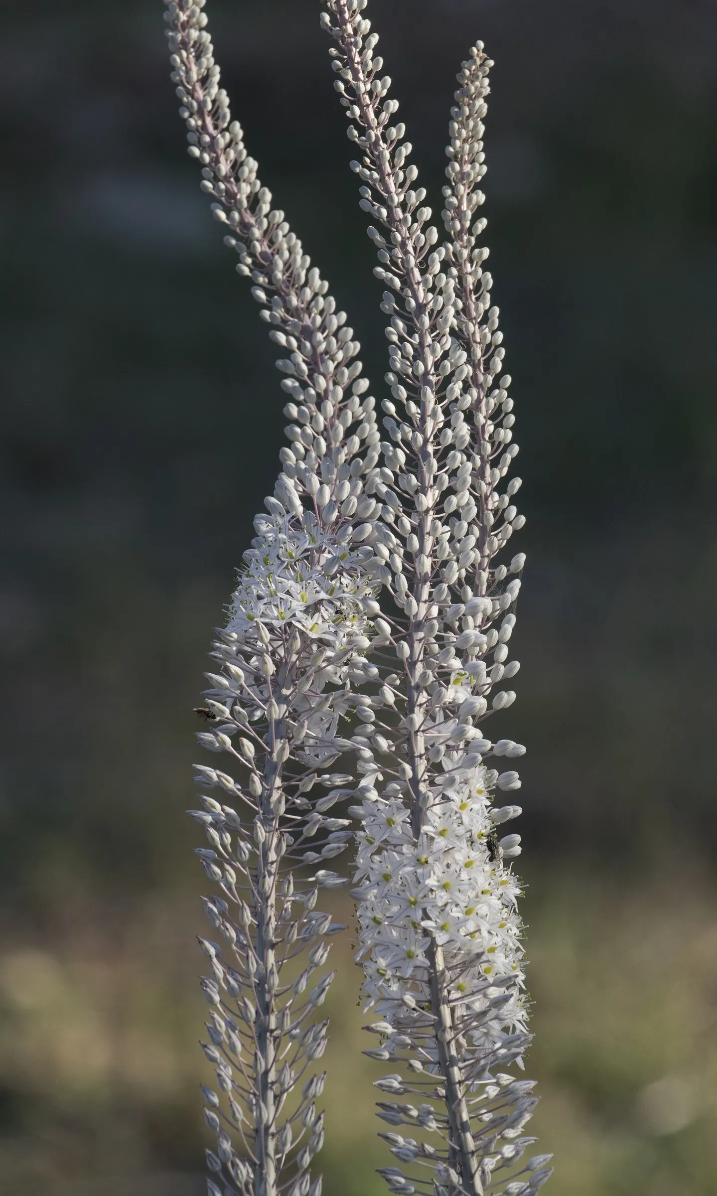 Sea Squill (Drimia maritima) — thriving in well-drained soils with full sun exposure; the Sea Squill's foliage emerges in late winter or early, image 74