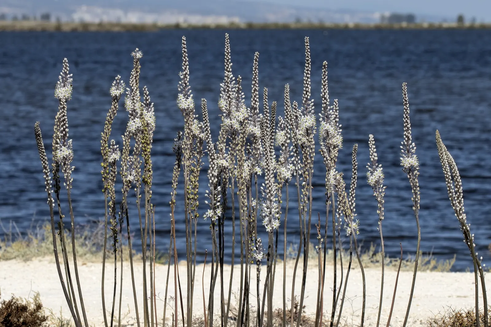 Sea Squill (Drimia maritima) — Sea Squill (Drimia maritima) is a drought-resistant Mediterranean bulbous plant; the Sea Squill's long-lasting blooms and