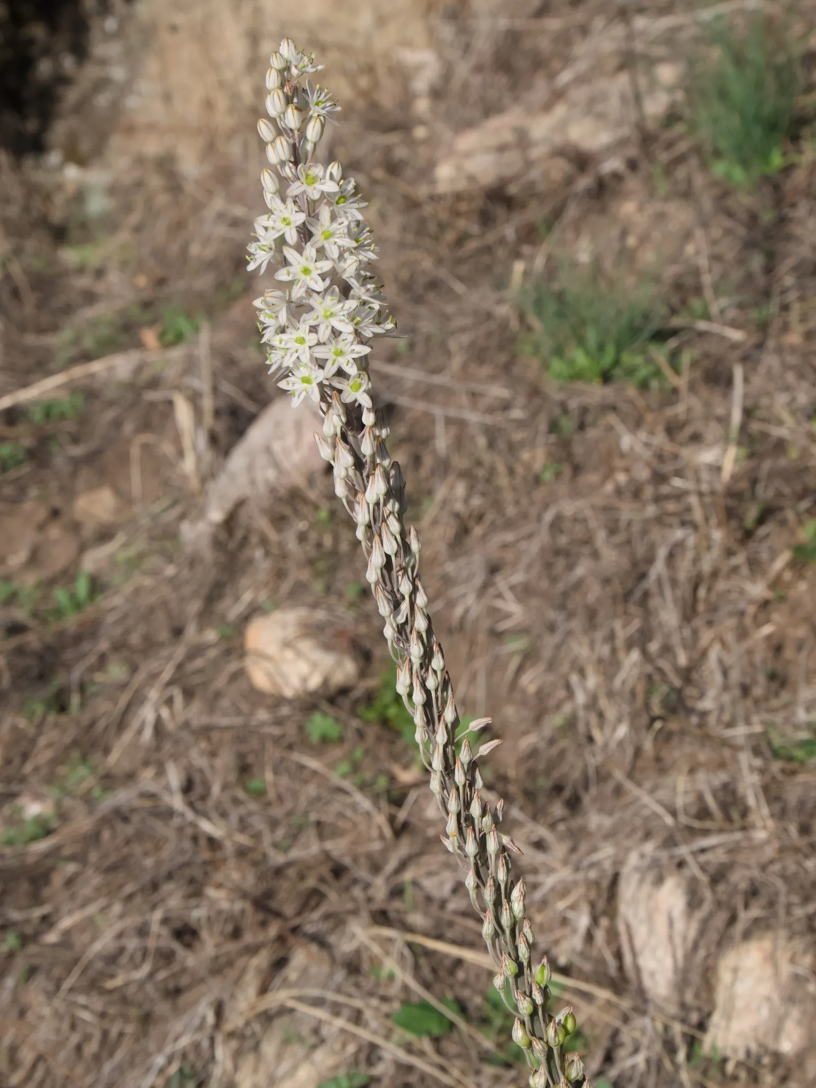 Sea Squill (Drimia maritima) — stands as a remarkable and resilient bulbous perennial; in late summer to early fall, a singular spike ascends, image 54