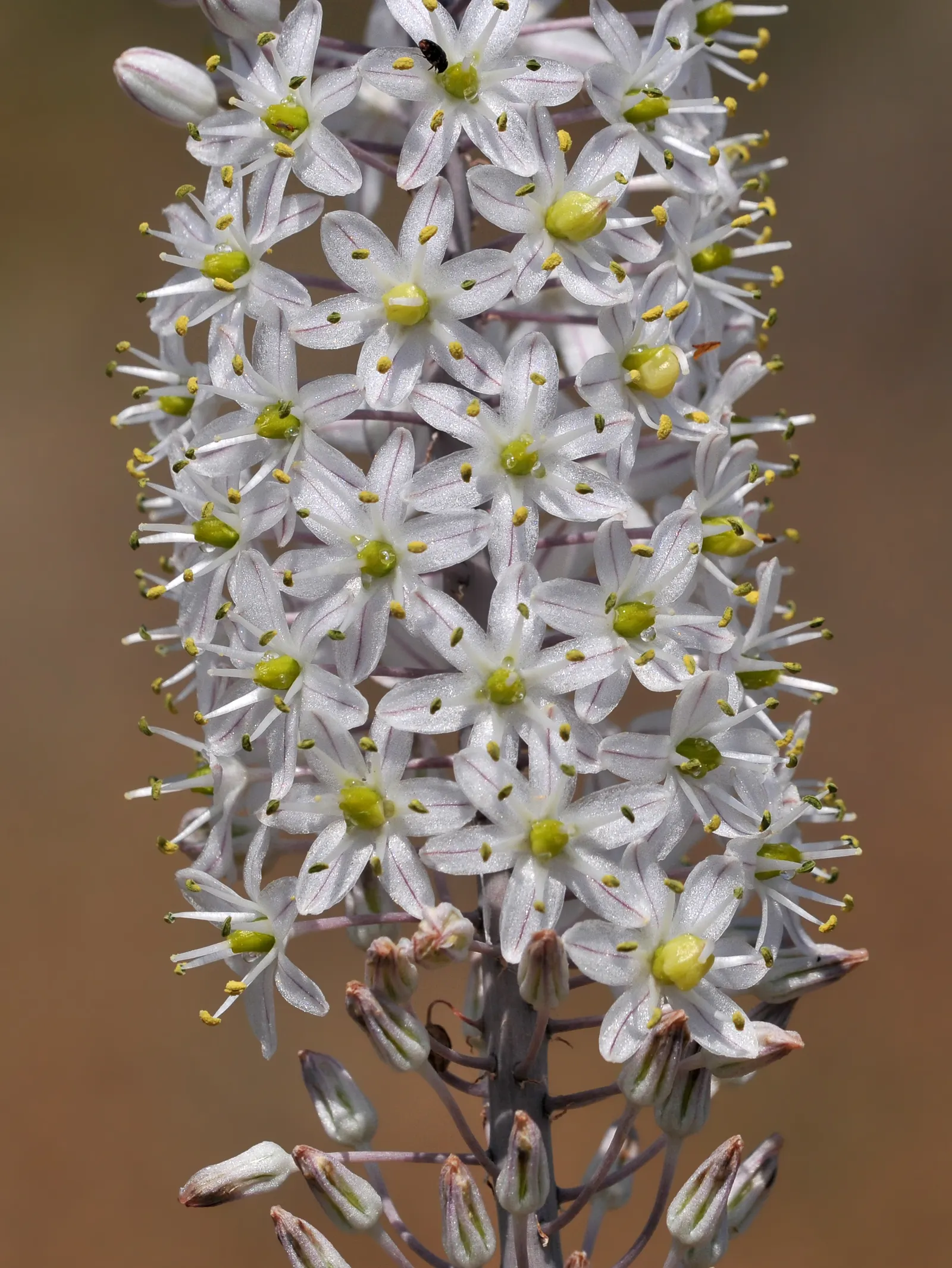 Sea Squill (Drimia maritima) — Allow ample space for the flower spike's drama, considering a minimum spread area of approximately 1 foot; it grows, image 114