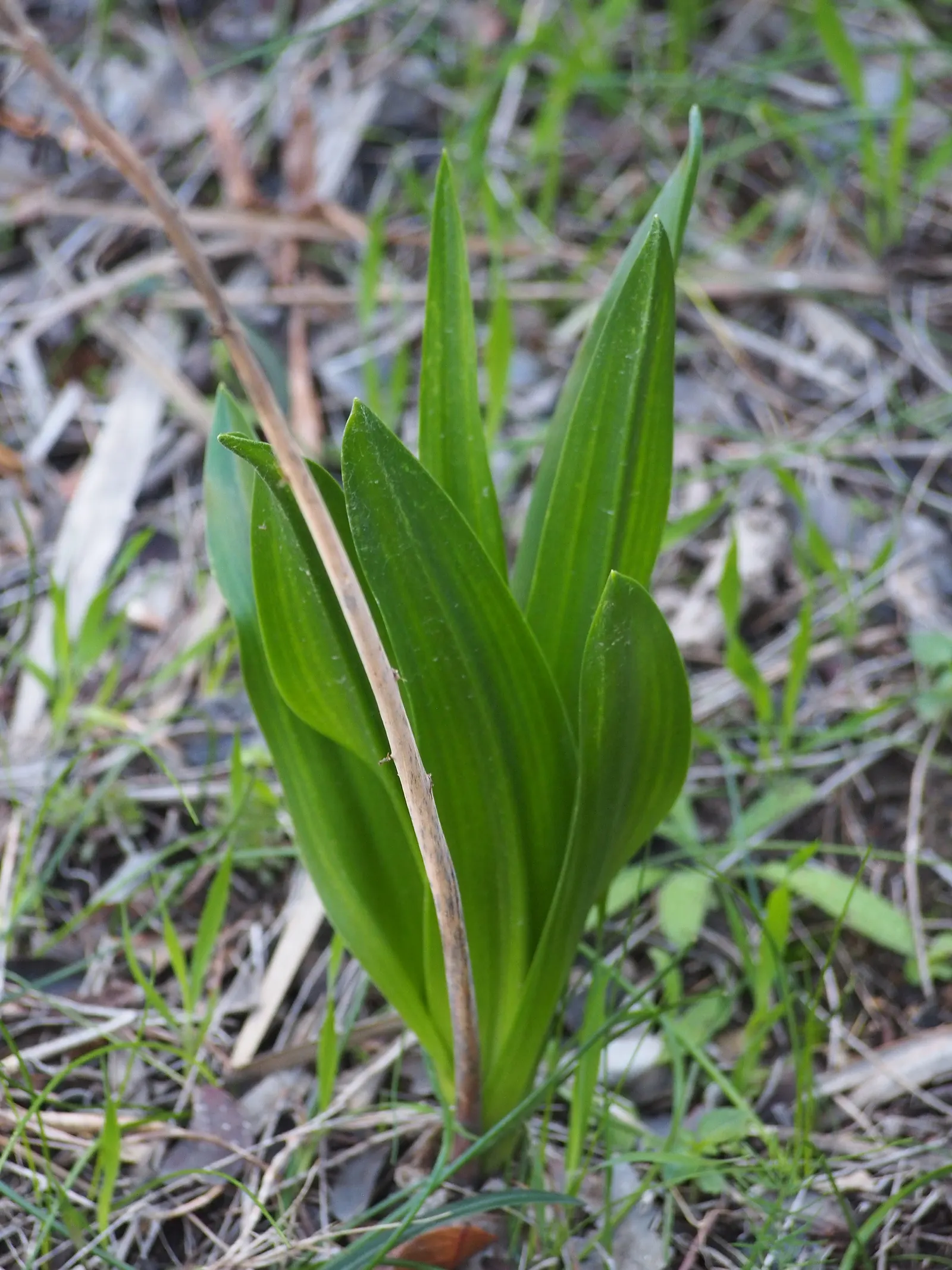 Sea Squill (Drimia maritima) — thriving in well-drained soils with full sun exposure; the Sea Squill's foliage emerges in late winter or early, image 122