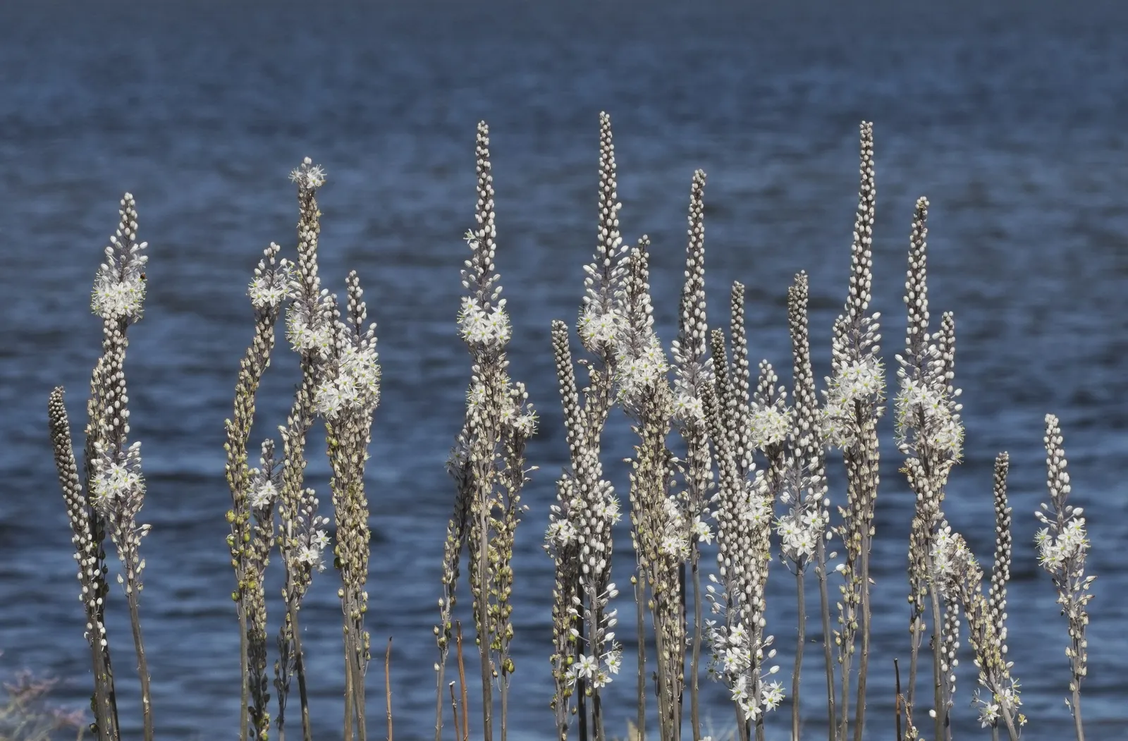 Sea Squill (Drimia maritima) — The Sea Squill's long-lasting blooms and strappy, basal leaves offer striking vertical interest; sea Squill (Drimia, image 124