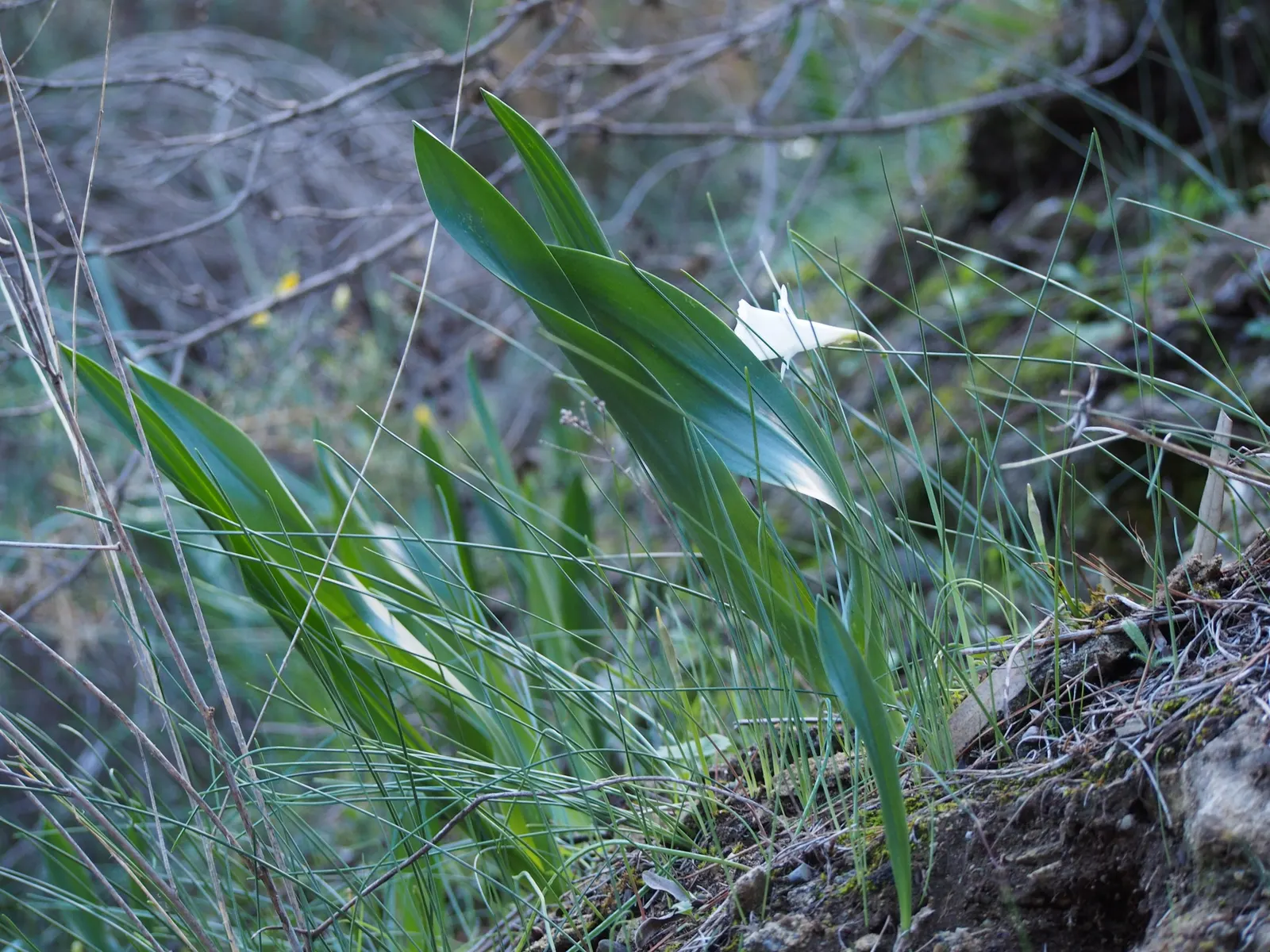Sea Squill (Drimia maritima) — Its growth can be impressive; requiring little maintenance once established and being generally free of pests and, image 106